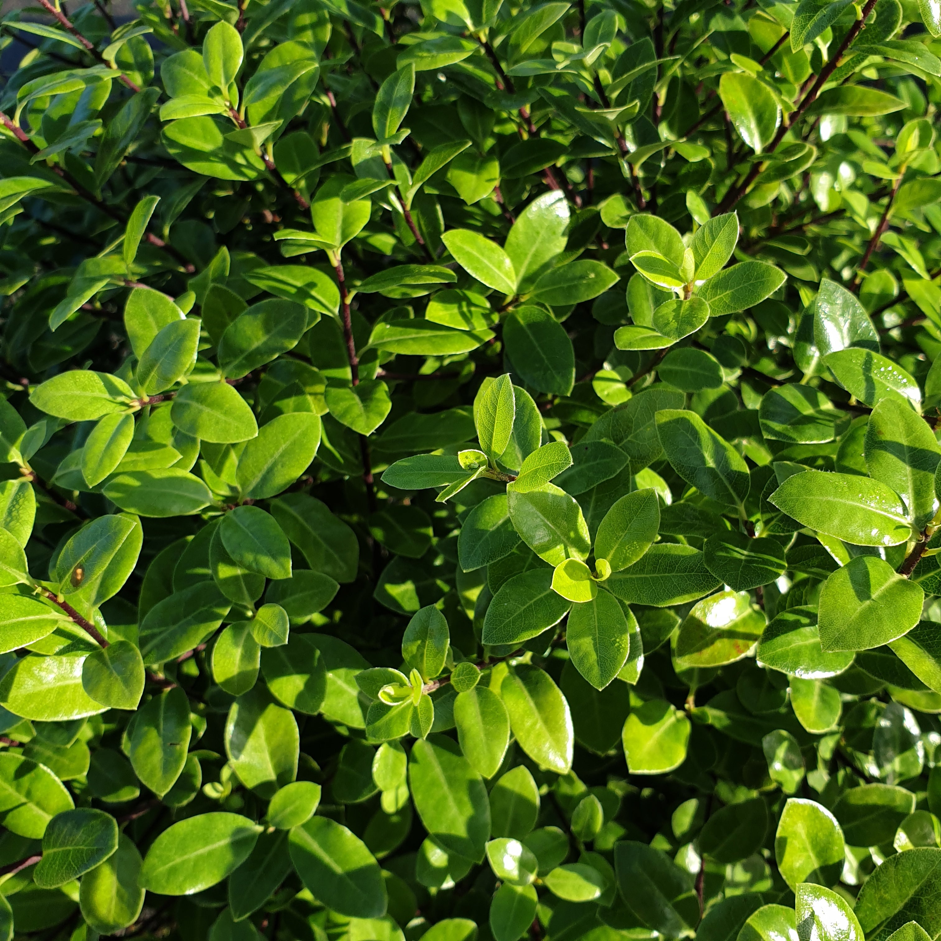 Pittosporum tenuifolium "golf ball" - Volume 3L / 30-40cm