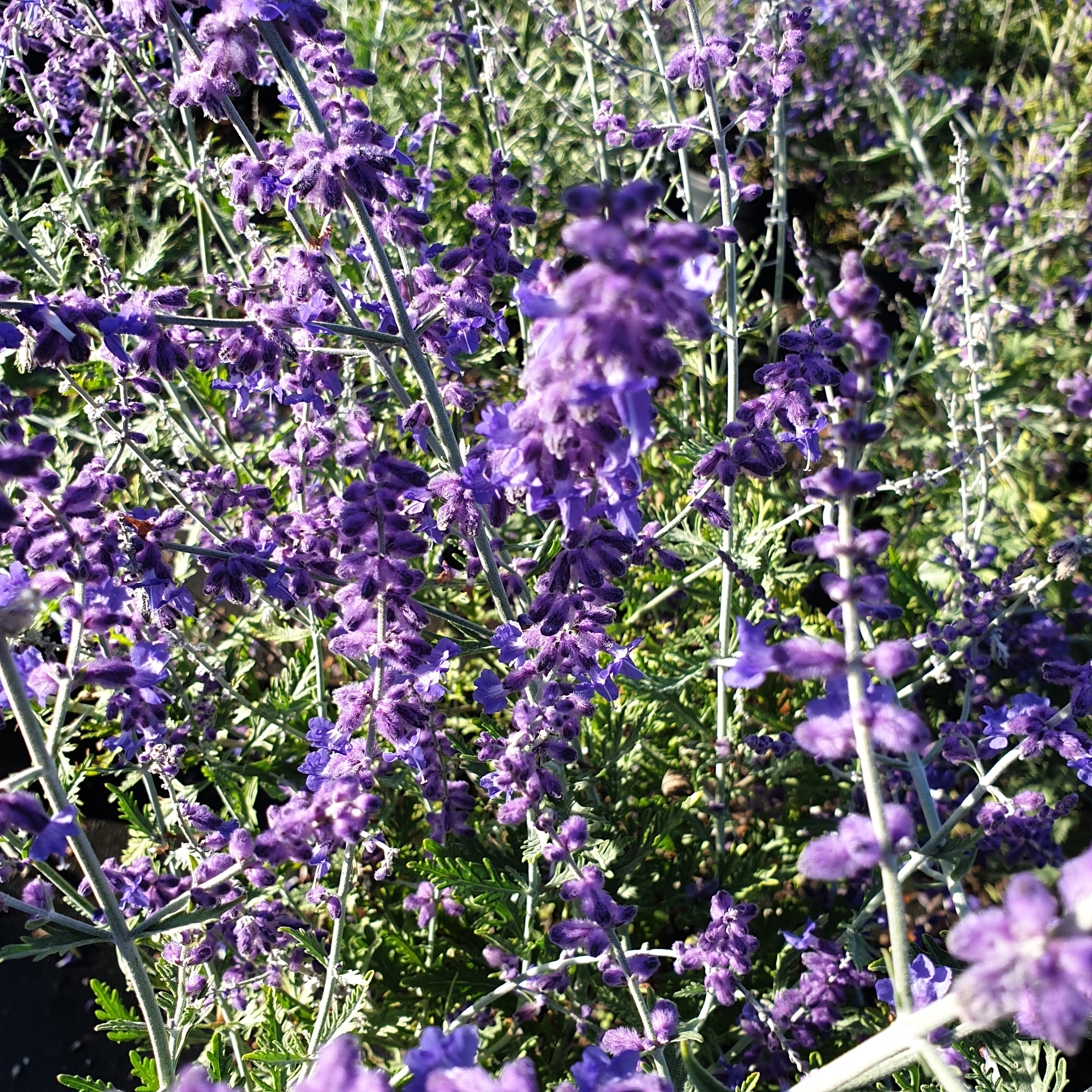 Perovskia atriplicifolia blue spire- Sauge russe - Volume 3L / 40-60cm
