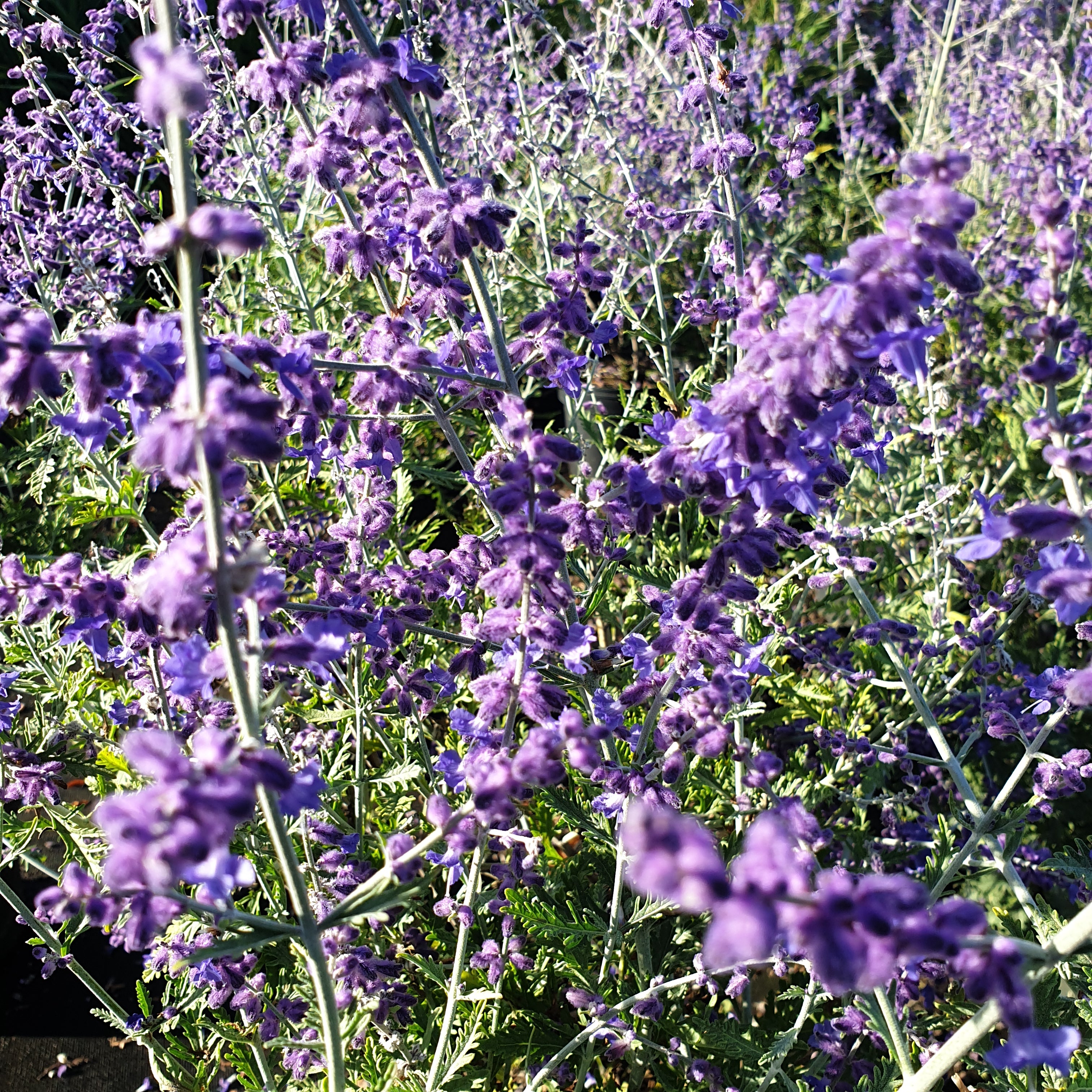 Perovskia atriplicifolia blue spire- Sauge russe - Volume 3L / 40-60cm