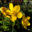 Hypericum hydcote - Volume 3L / 40-60cm