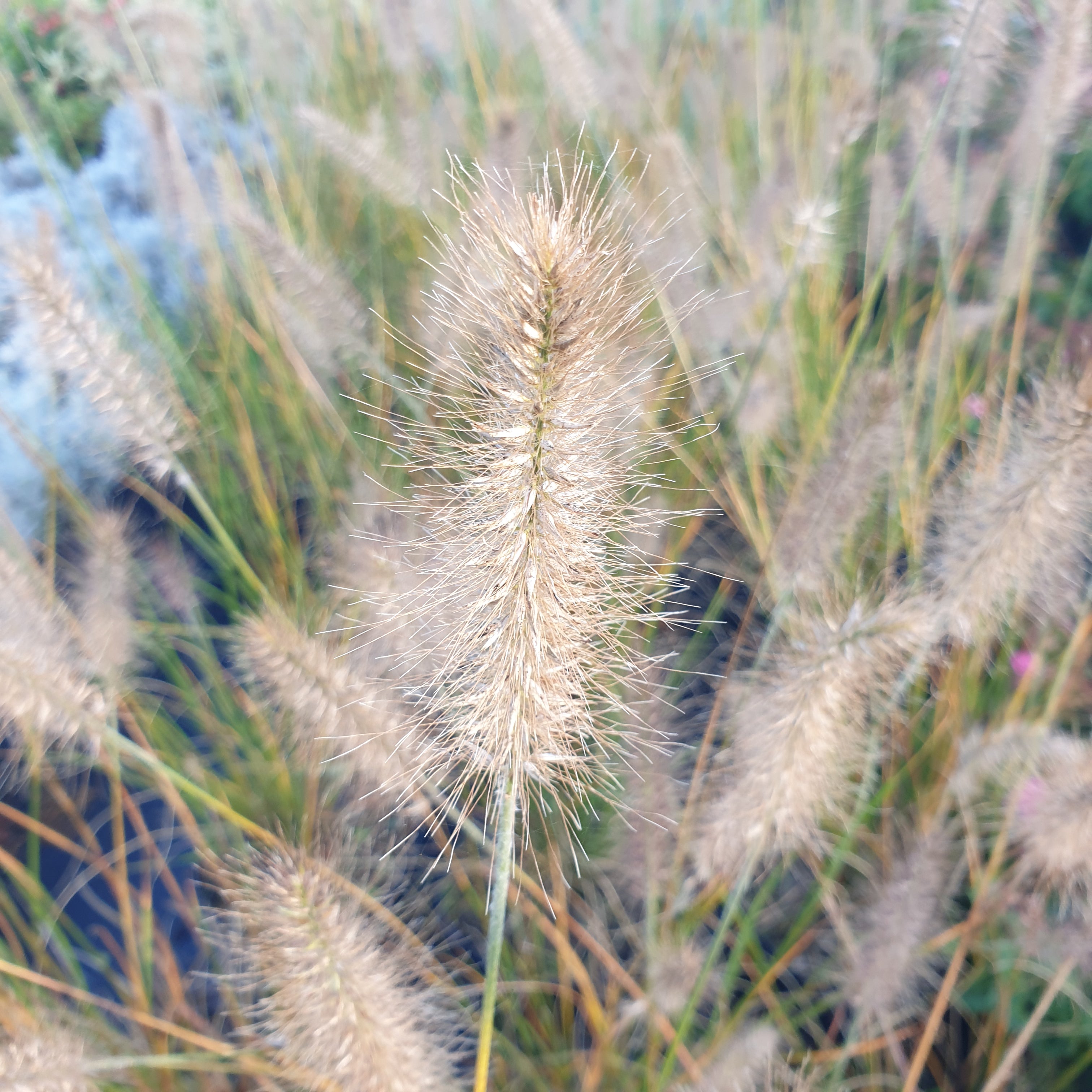 Pennisetum alopecuroïdes Hameln - Volume 3L / 40-60cm