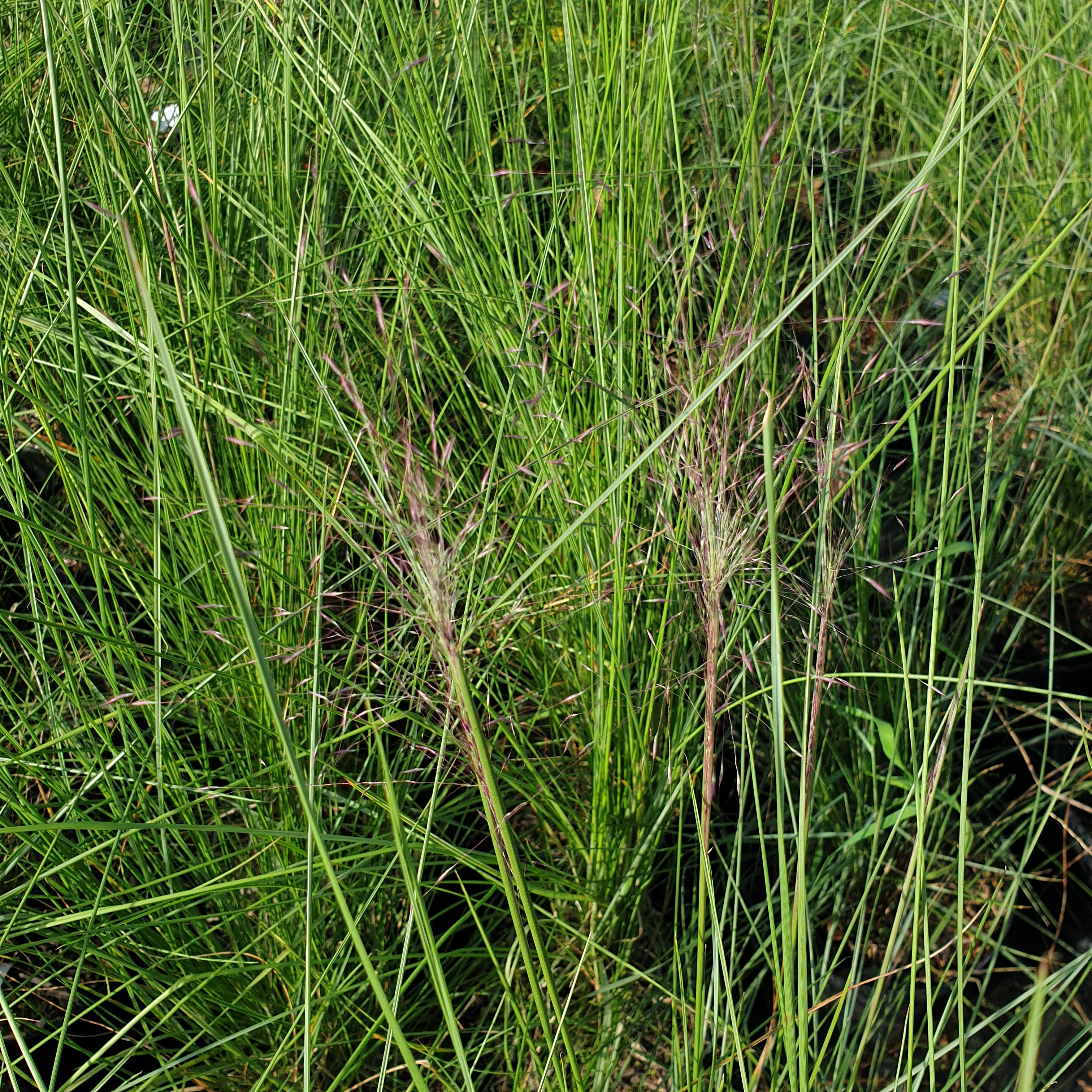 Muhlenbergia capillaris - Volume 3L / 40-60cm