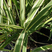 Arundo Donax "variegata" - Volume 3L / 40-60cm