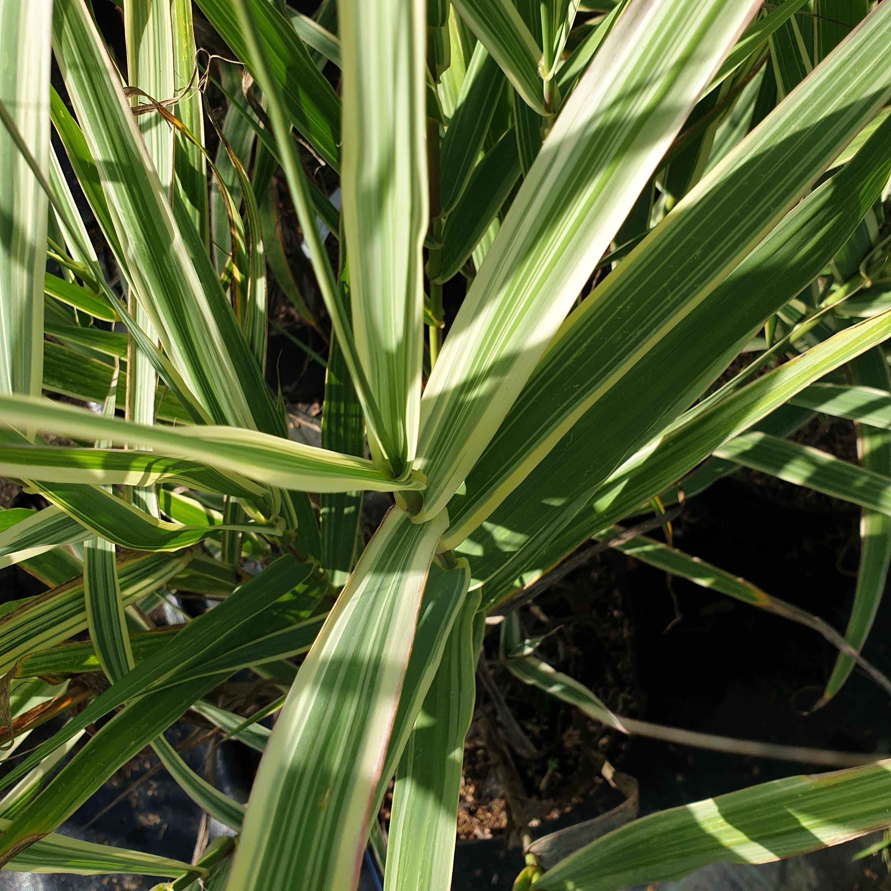 Arundo Donax "variegata" - Volume 3L / 40-60cm