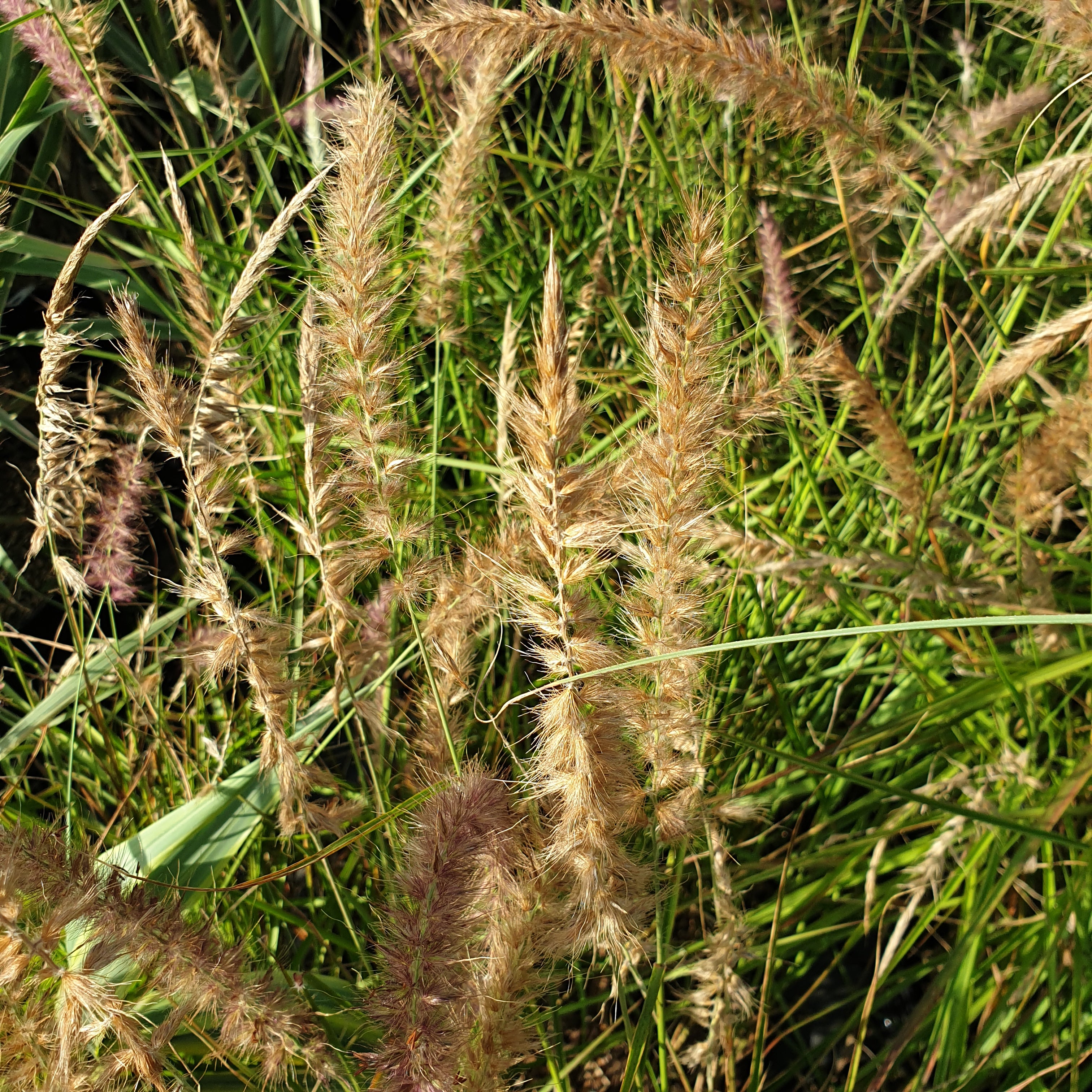 Pennisetum orientalis "Karley Rose" - Volume 3L / 40-60cm