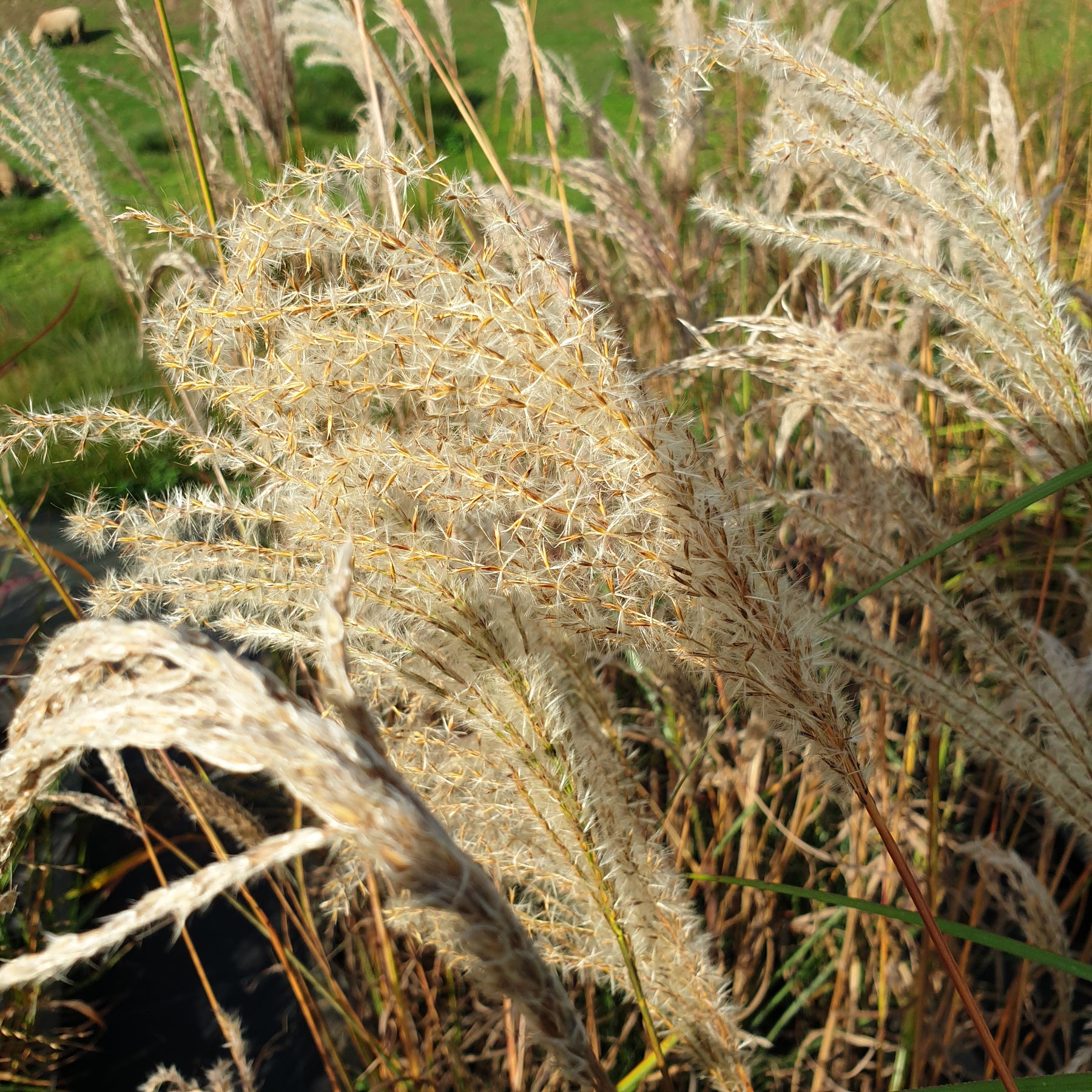 Miscanthus Sinensis Ferner Osten
