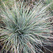 Festuca glauca elijah blue - Volume 3L / 15-20cm