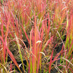 Imperata cylindrica "red baron" - Volume 2L / 30-40cm