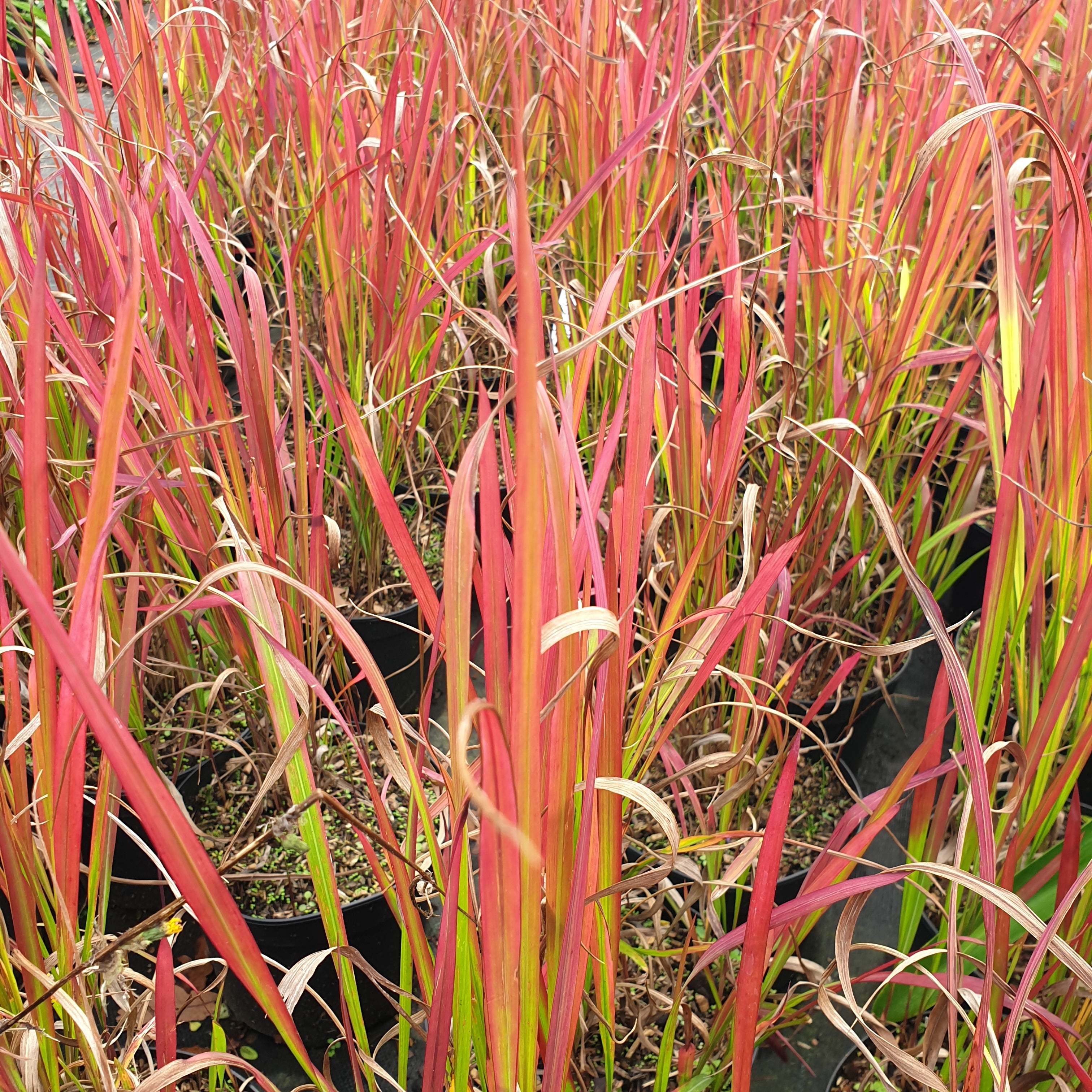 Imperata cylindrica "red baron" - Volume 2L / 30-40cm