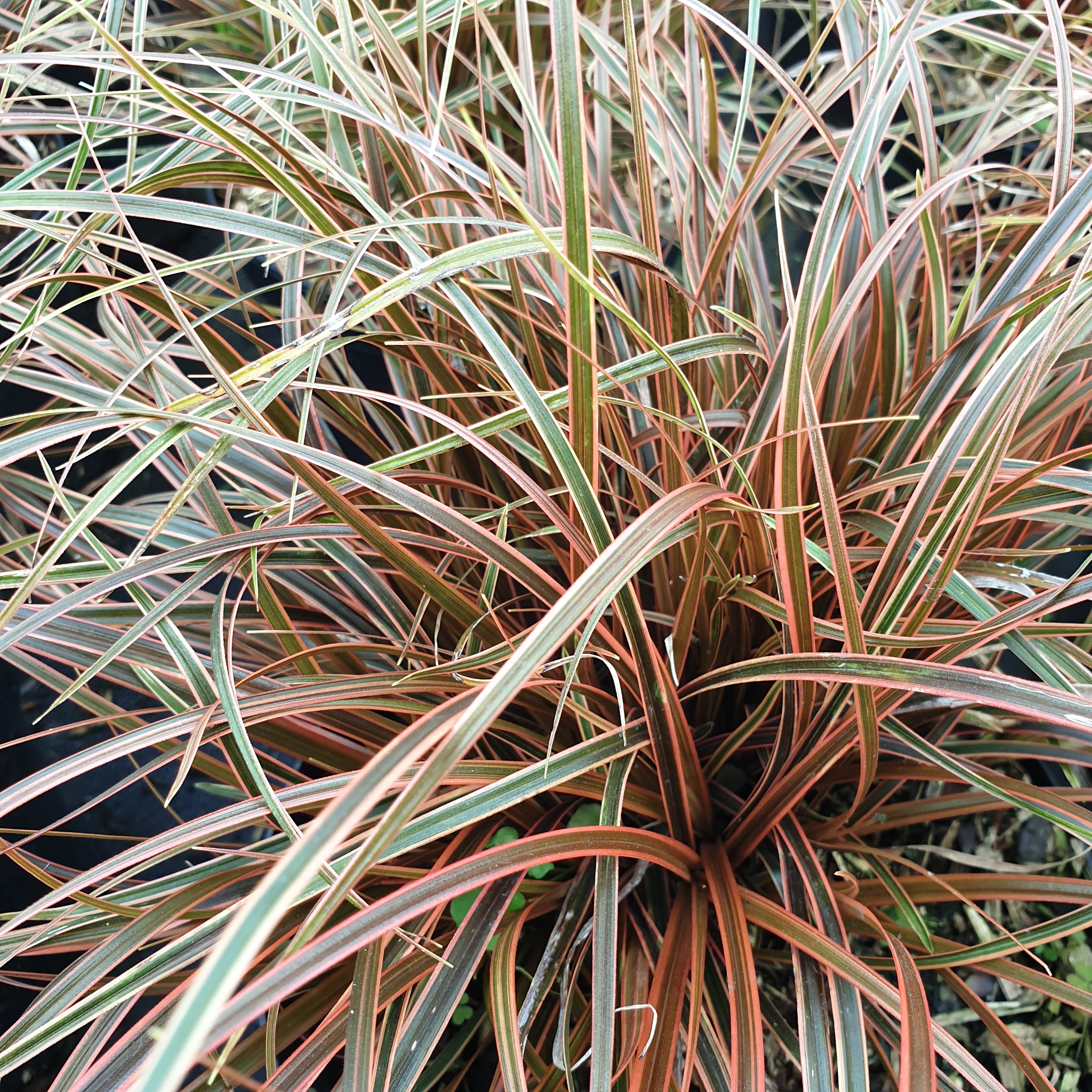 Uncinia everflame - Volume 3L / 30-40cm