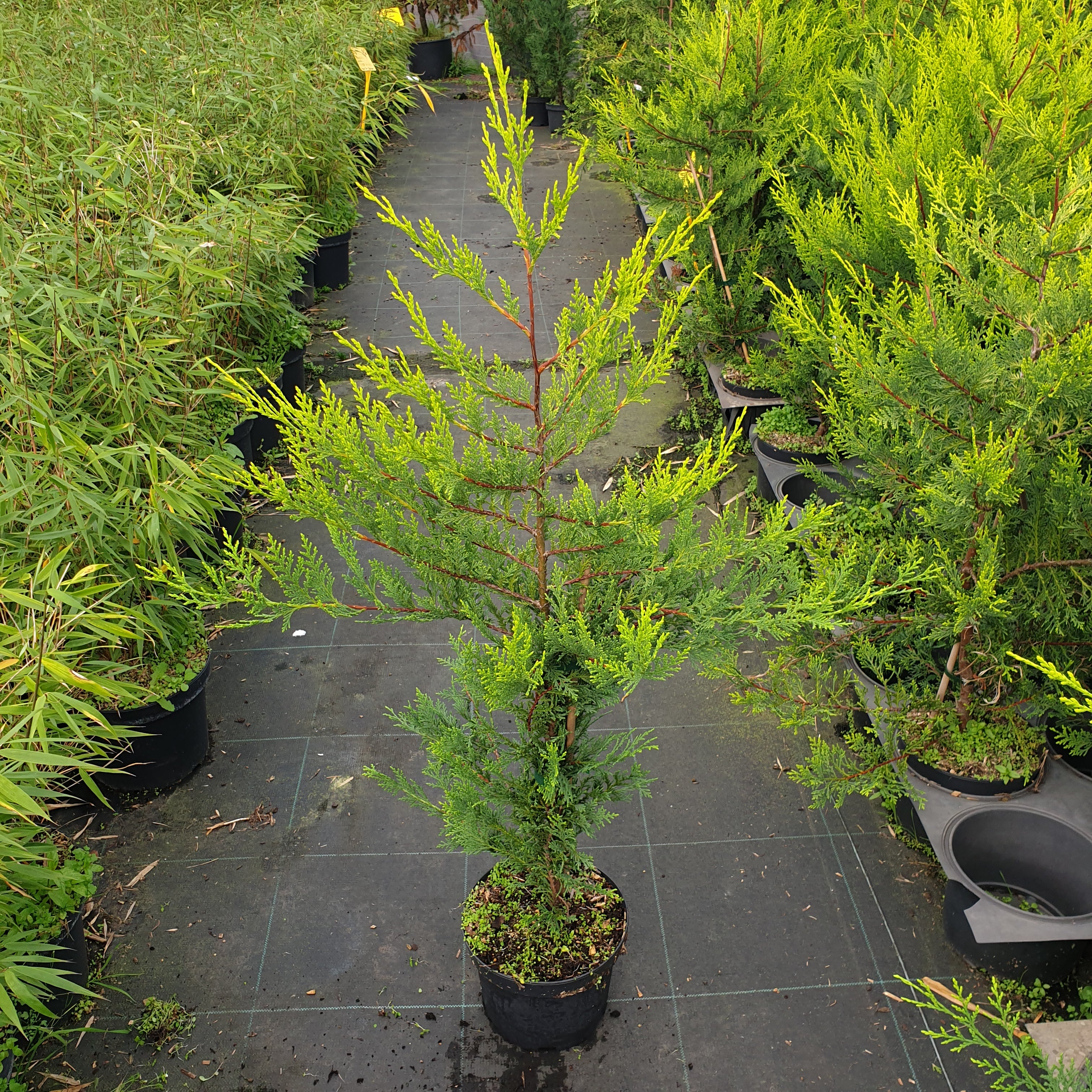 Cupressocyparis leylandii "Castelweland" - Volume 3L