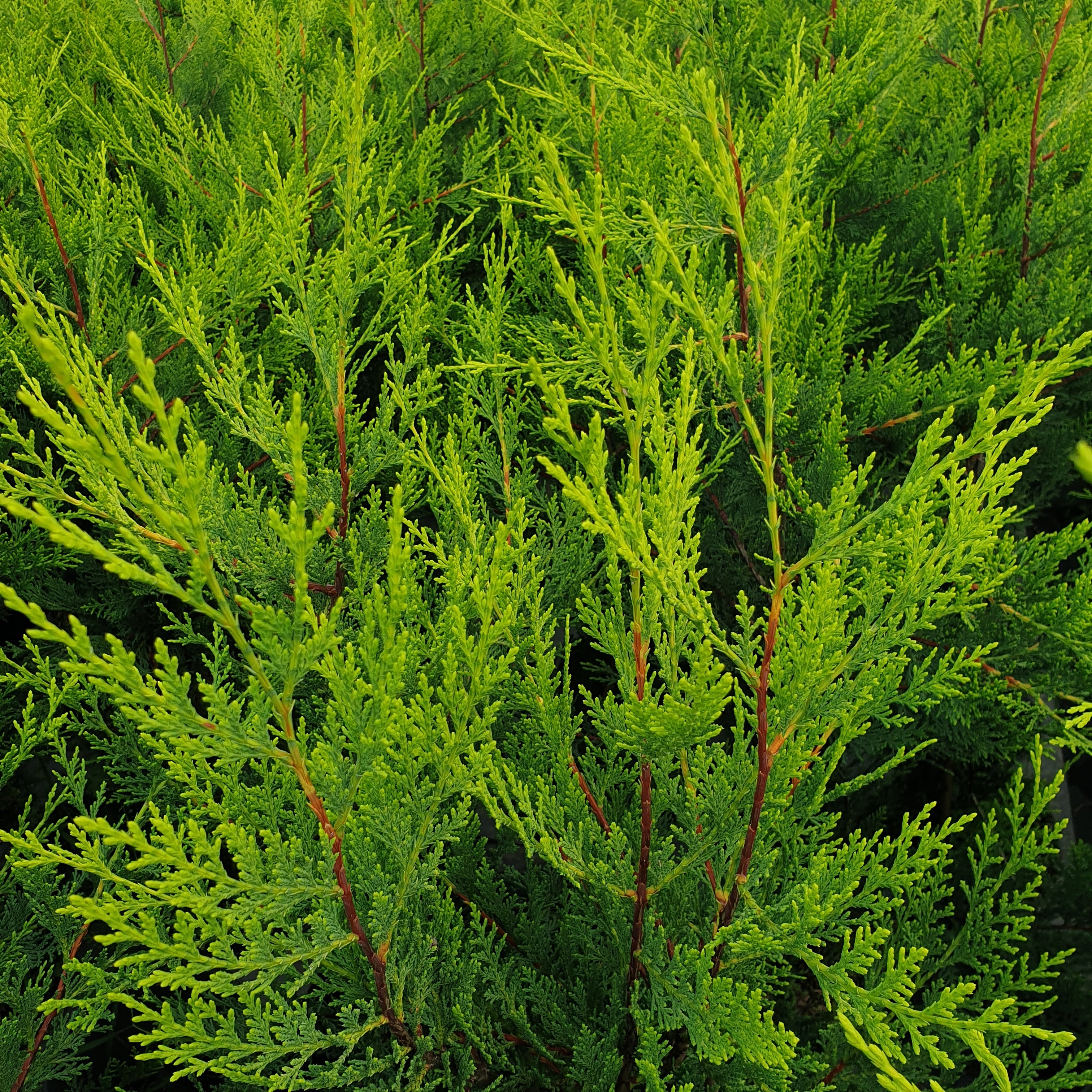 Cupressocyparis leylandii "Castelweland" - Volume 3L