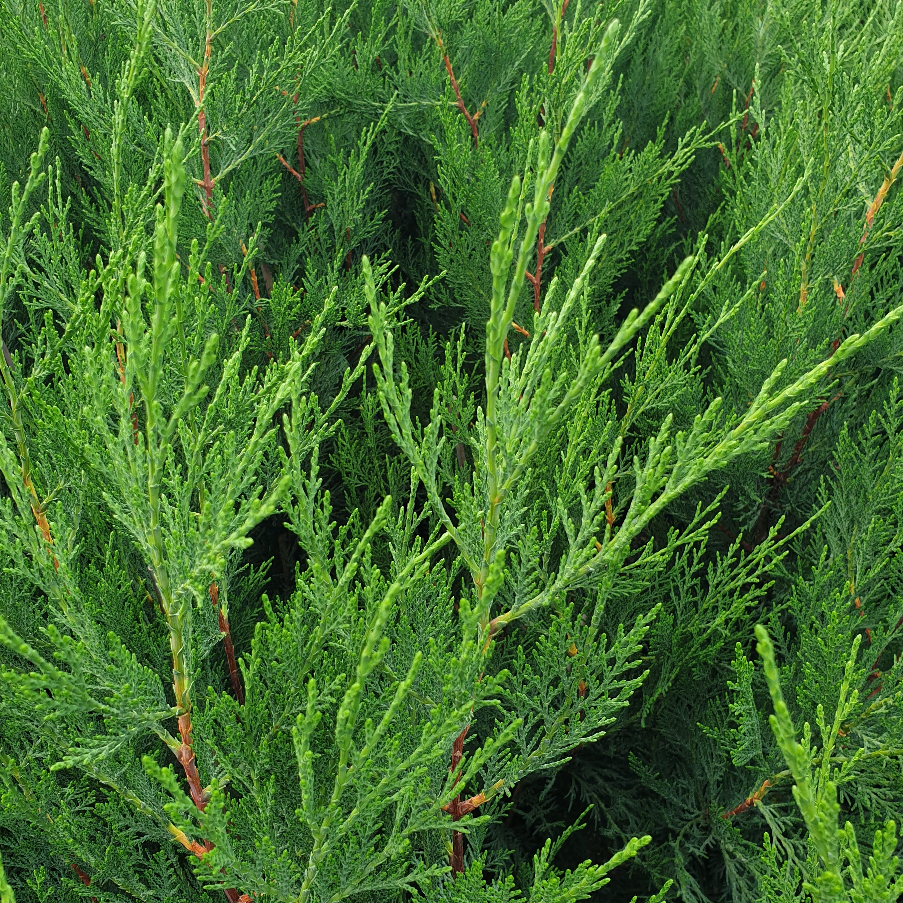Cupressocyparis leylandii 2001 - Volume 3L