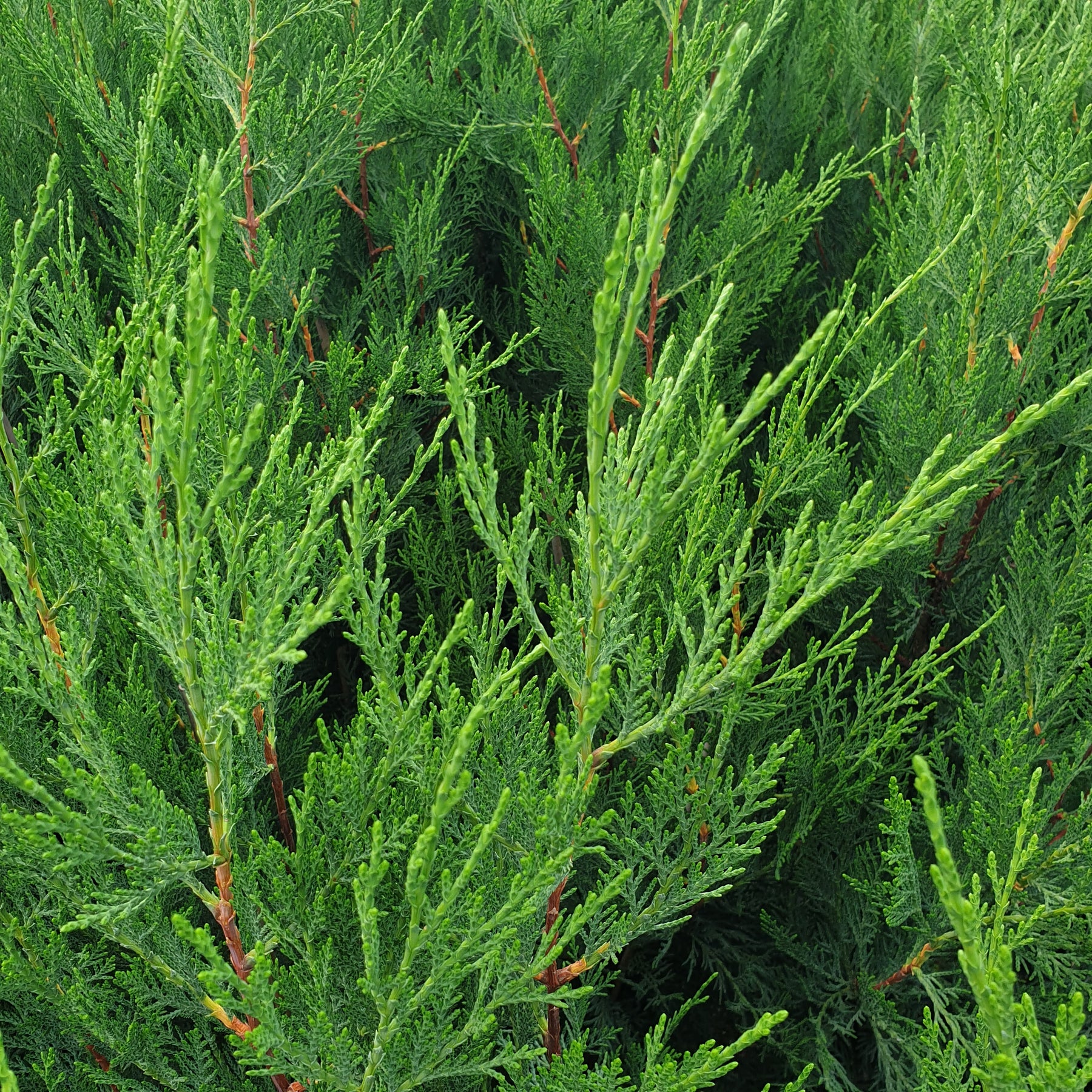 Cupressocyparis leylandii 2001