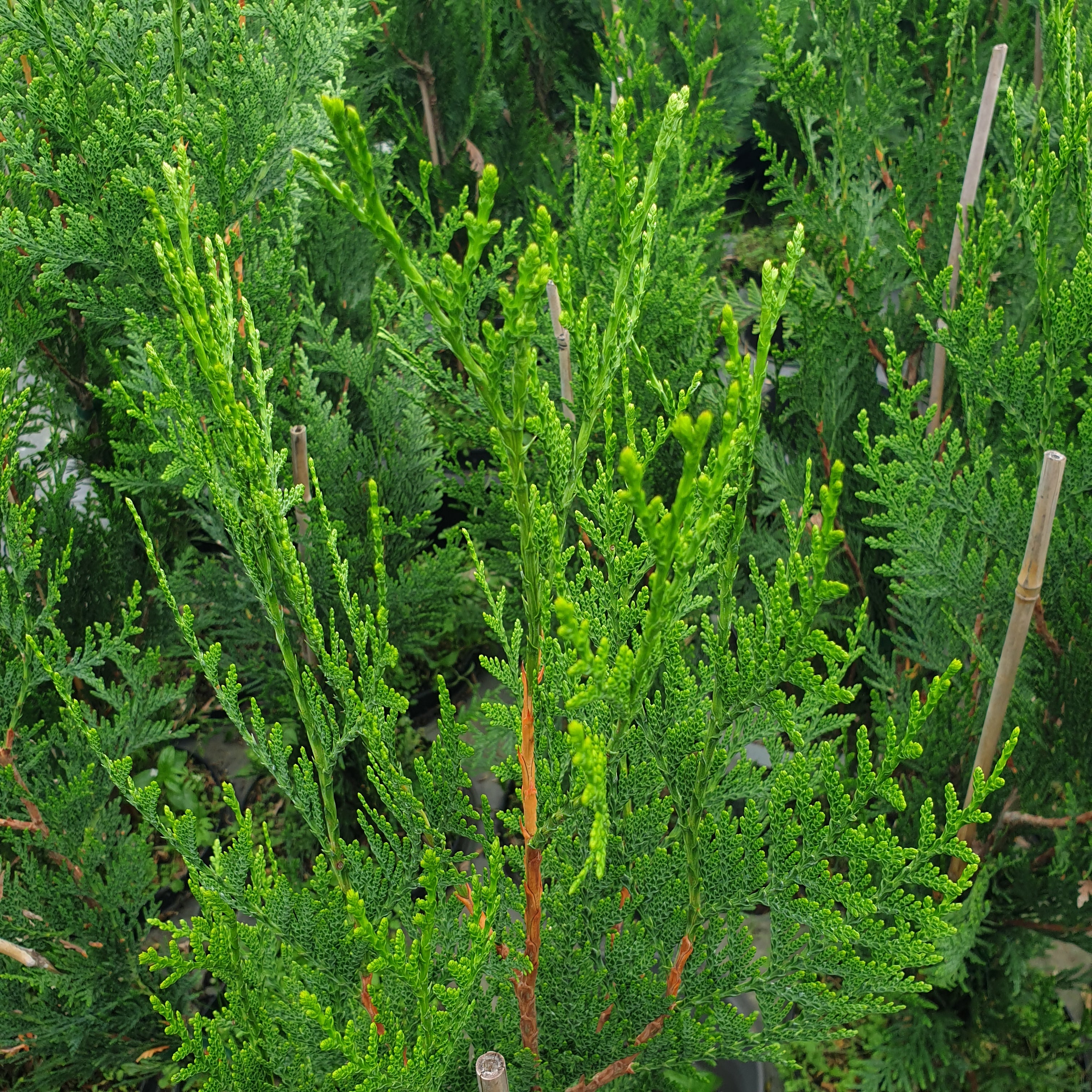 Thuya plicata atrovirens - Volume 3L