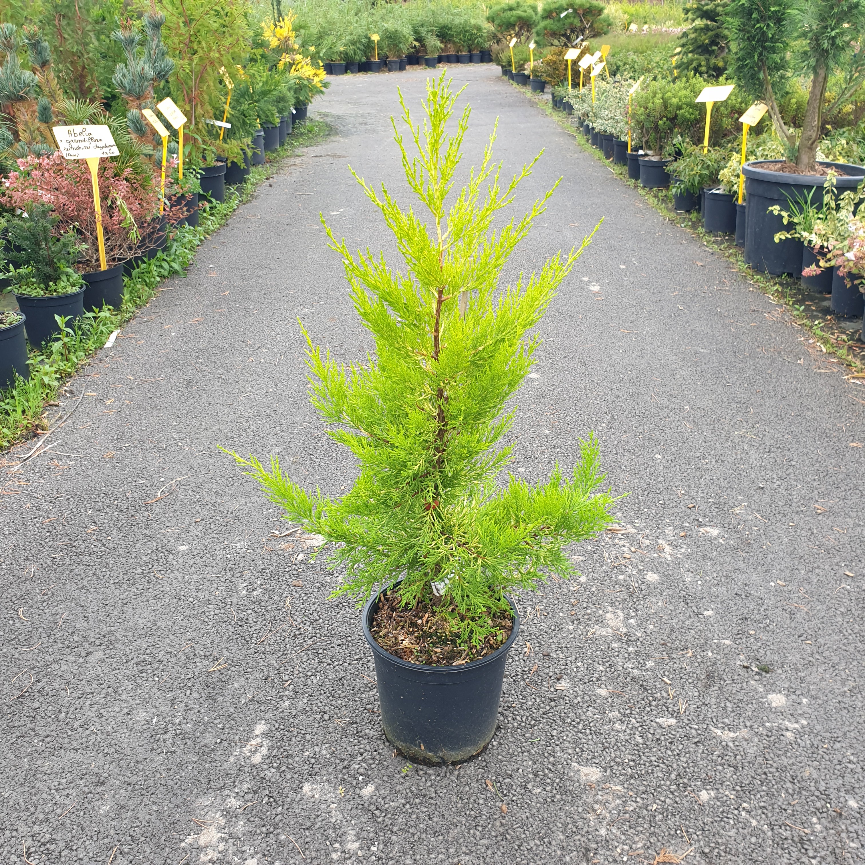 Cupressus macrocarpa " Gold Crest " - Volume 3L