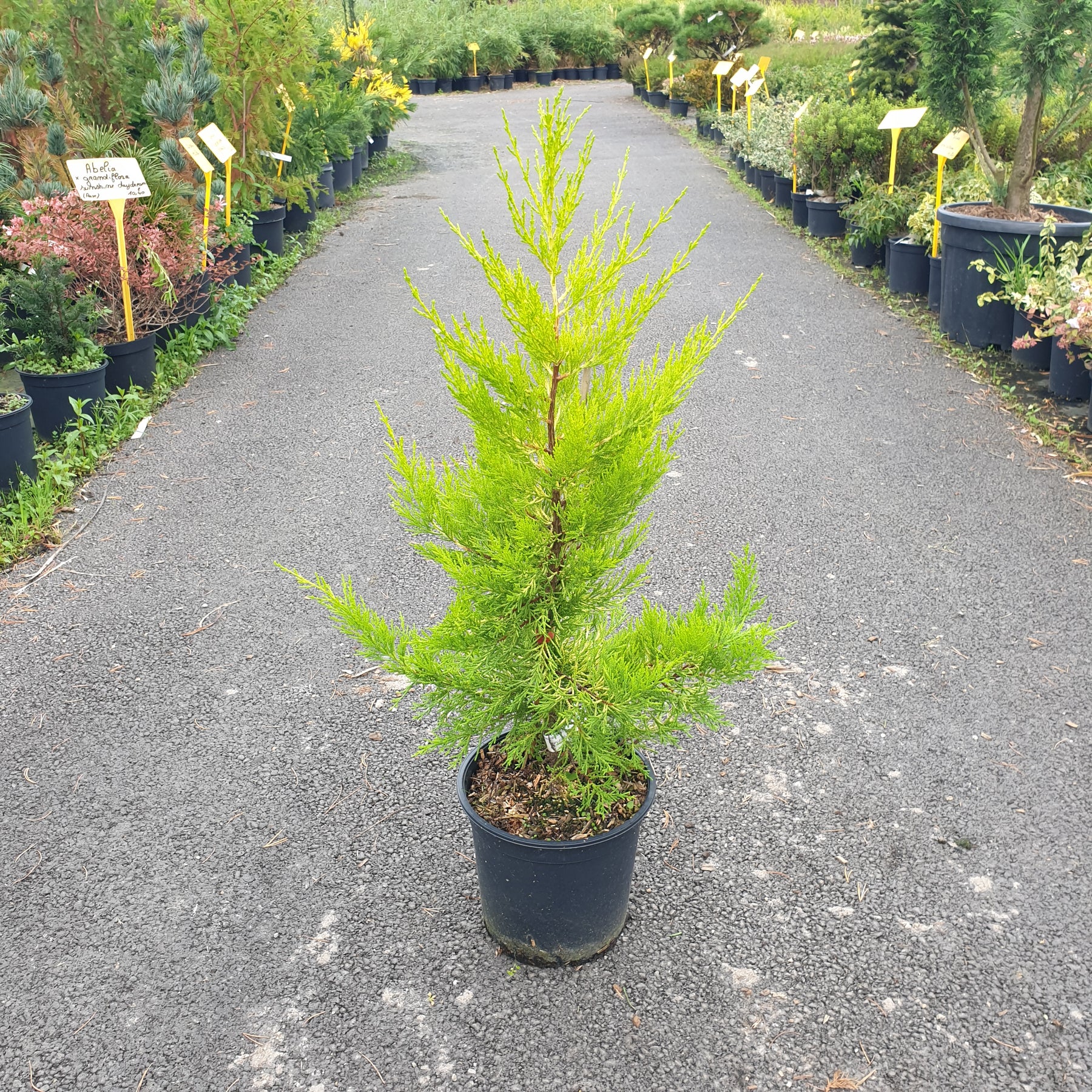 Cupressus macrocarpa " Gold Crest "