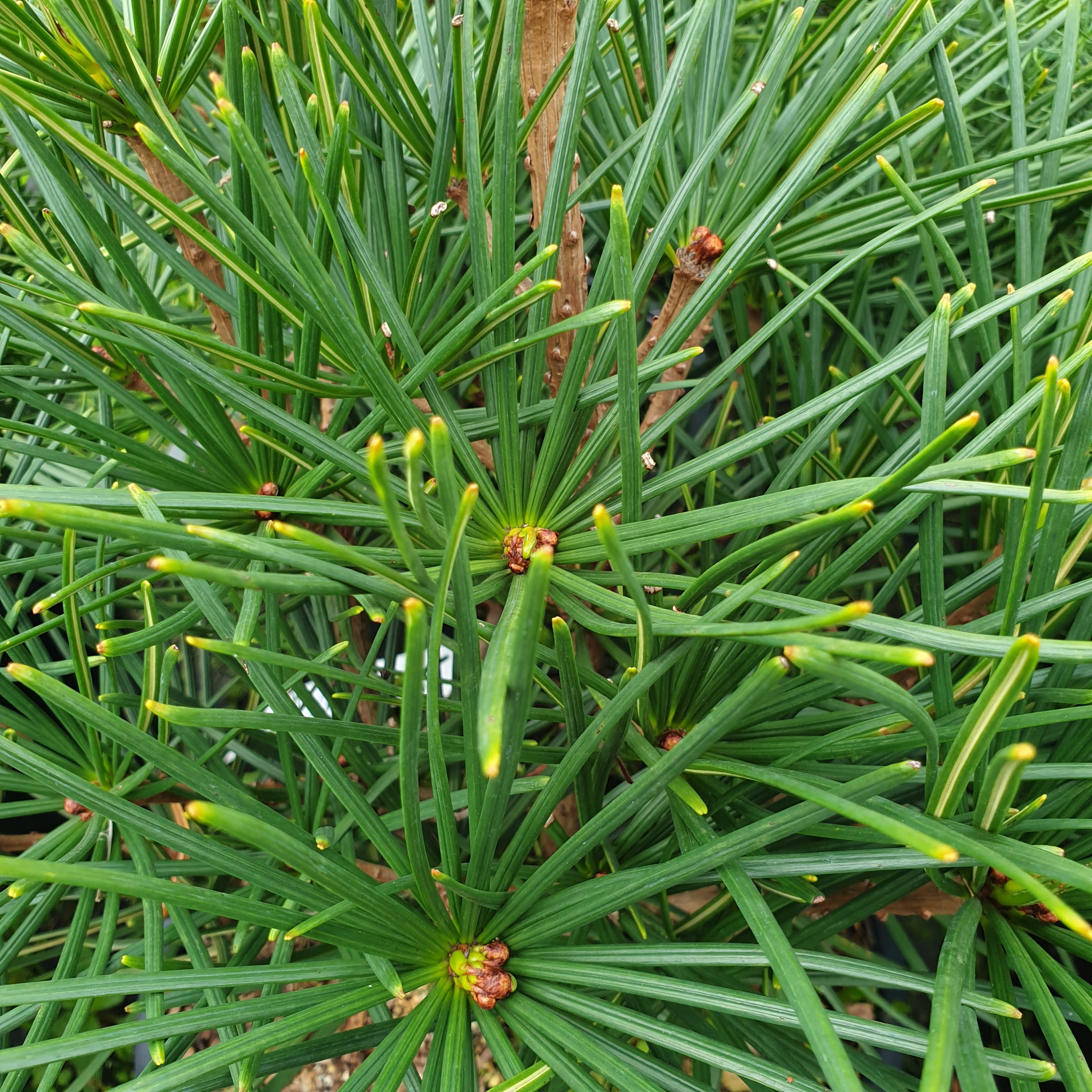 Sciadopyitys verticillata - Volume 3L / 20-30cm