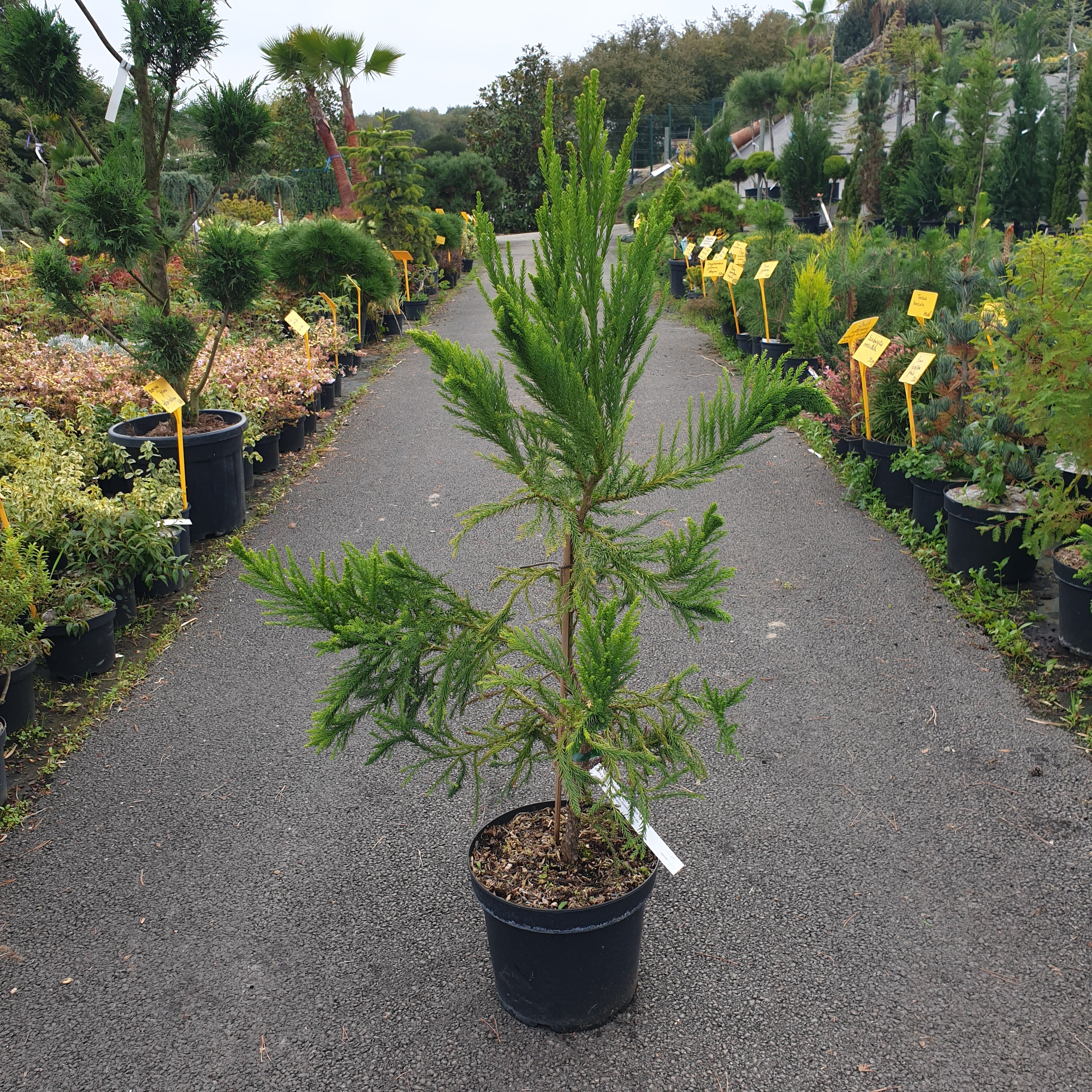 Cryptomeria japonica cristata - Volume 3L