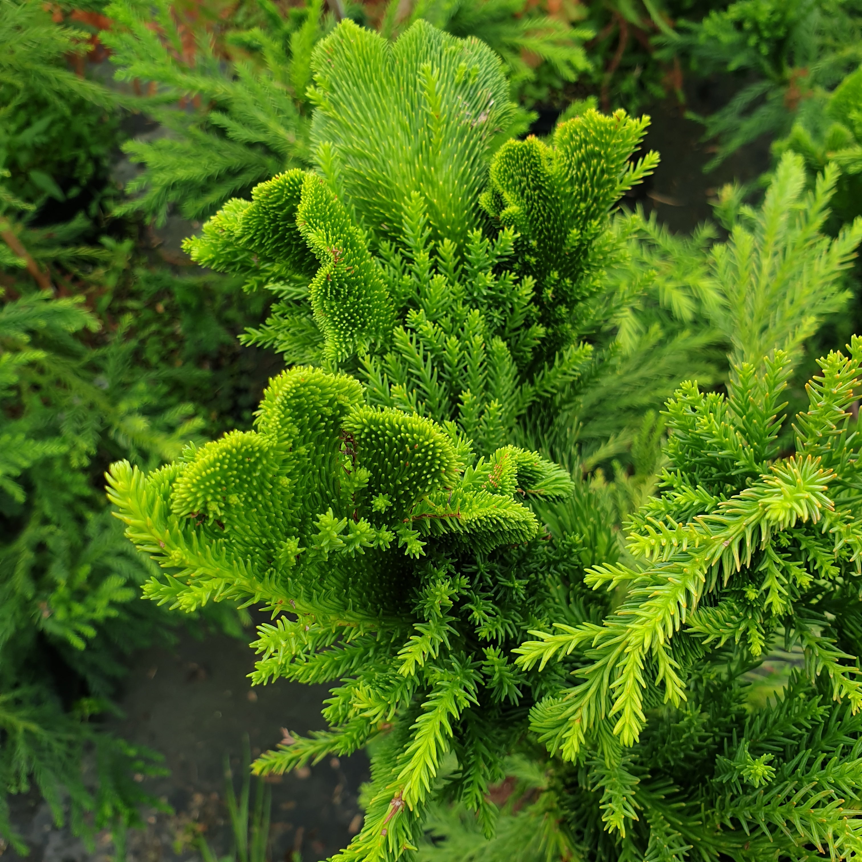 Cryptomeria japonica cristata - Volume 3L