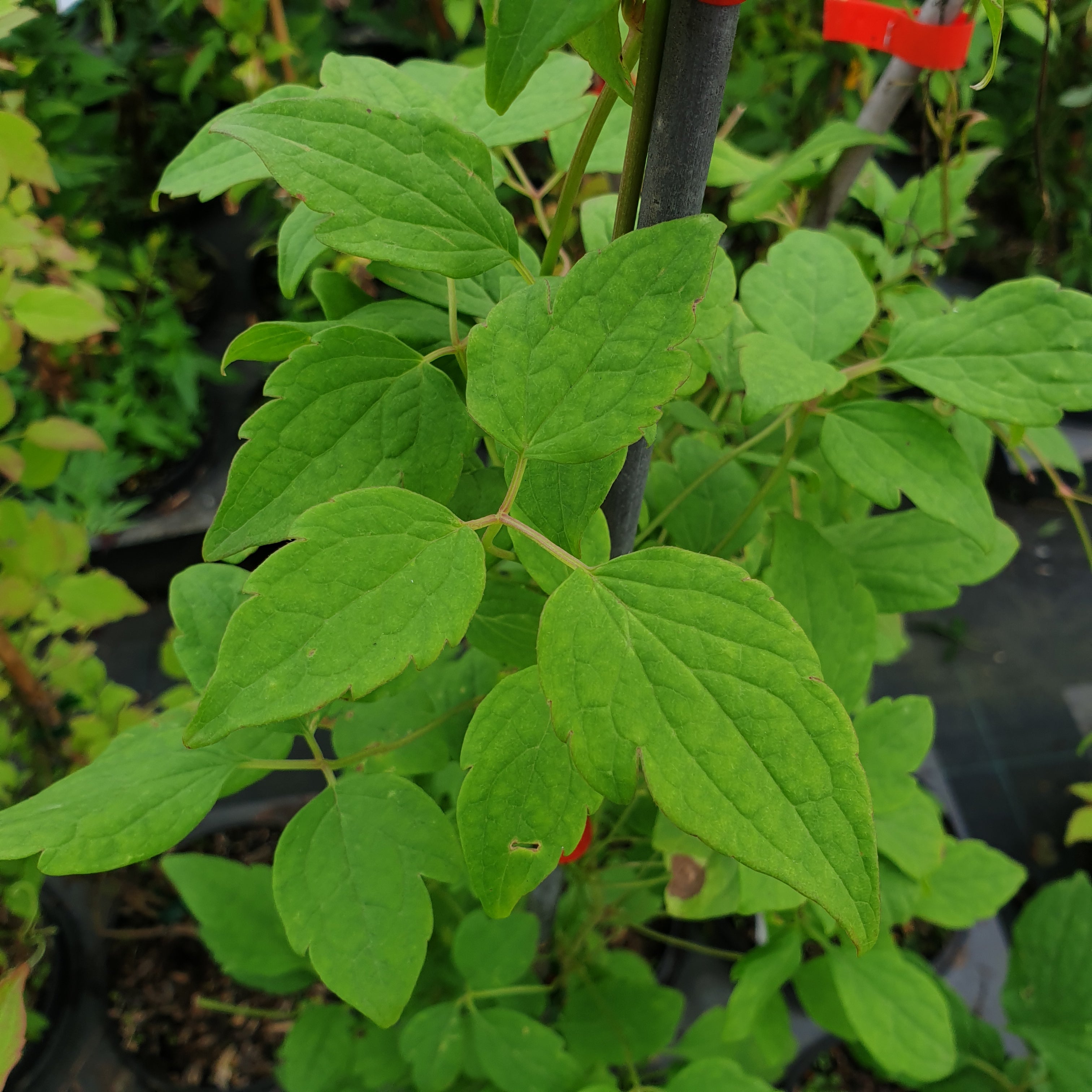 Clematis Montana "alba" - Volume 3L / 40-60cm