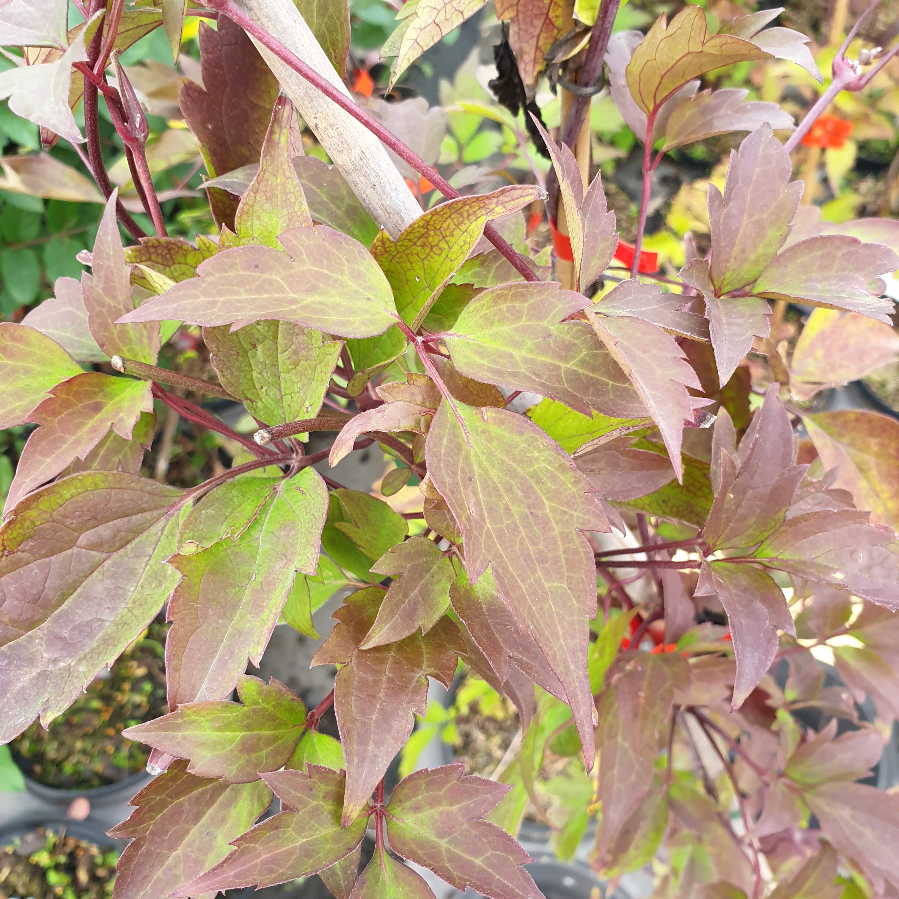 Clematis Montana Rubens - Volume 3L / 40-60cm