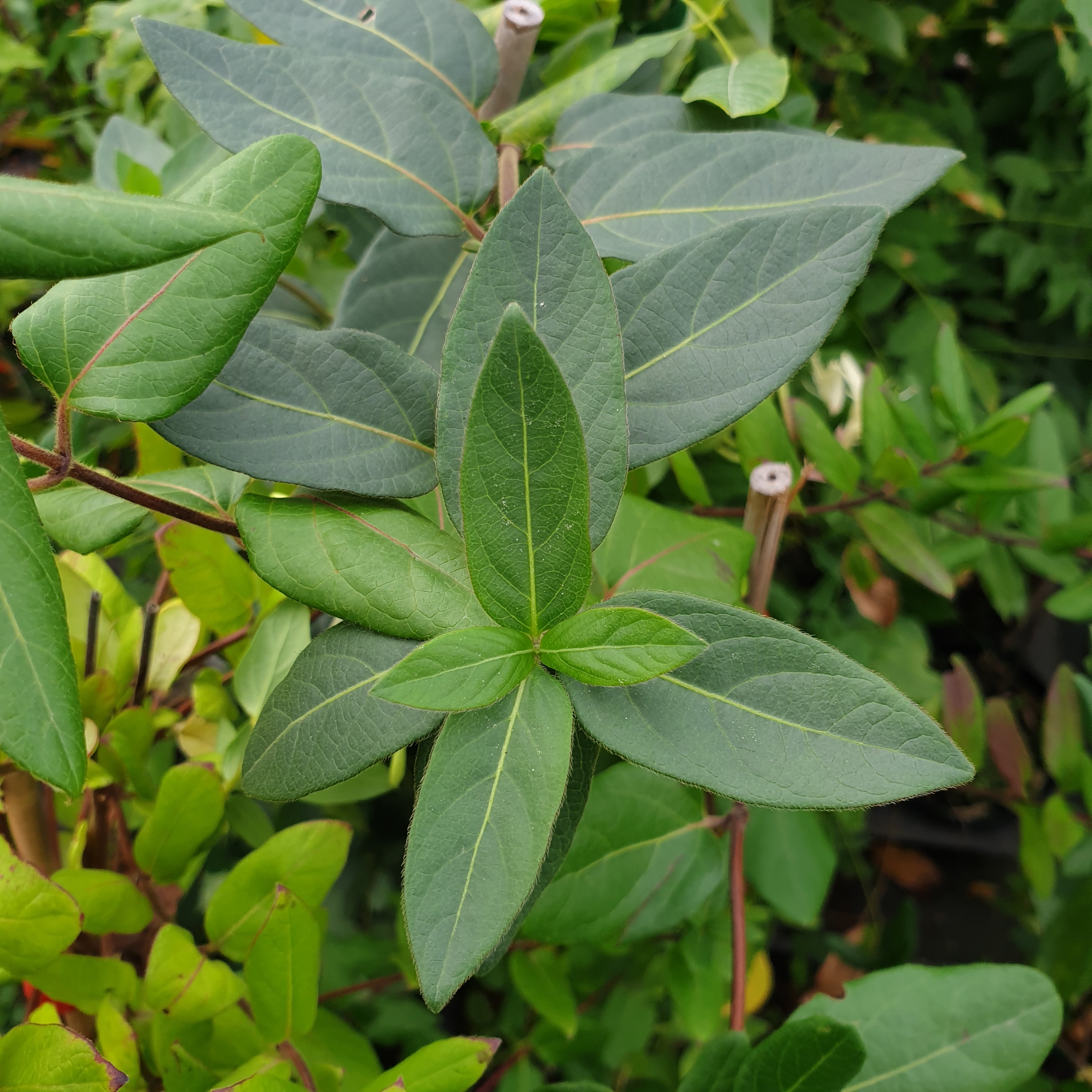 Lonicera japonica halliana - Volume 3L / 60-80cm