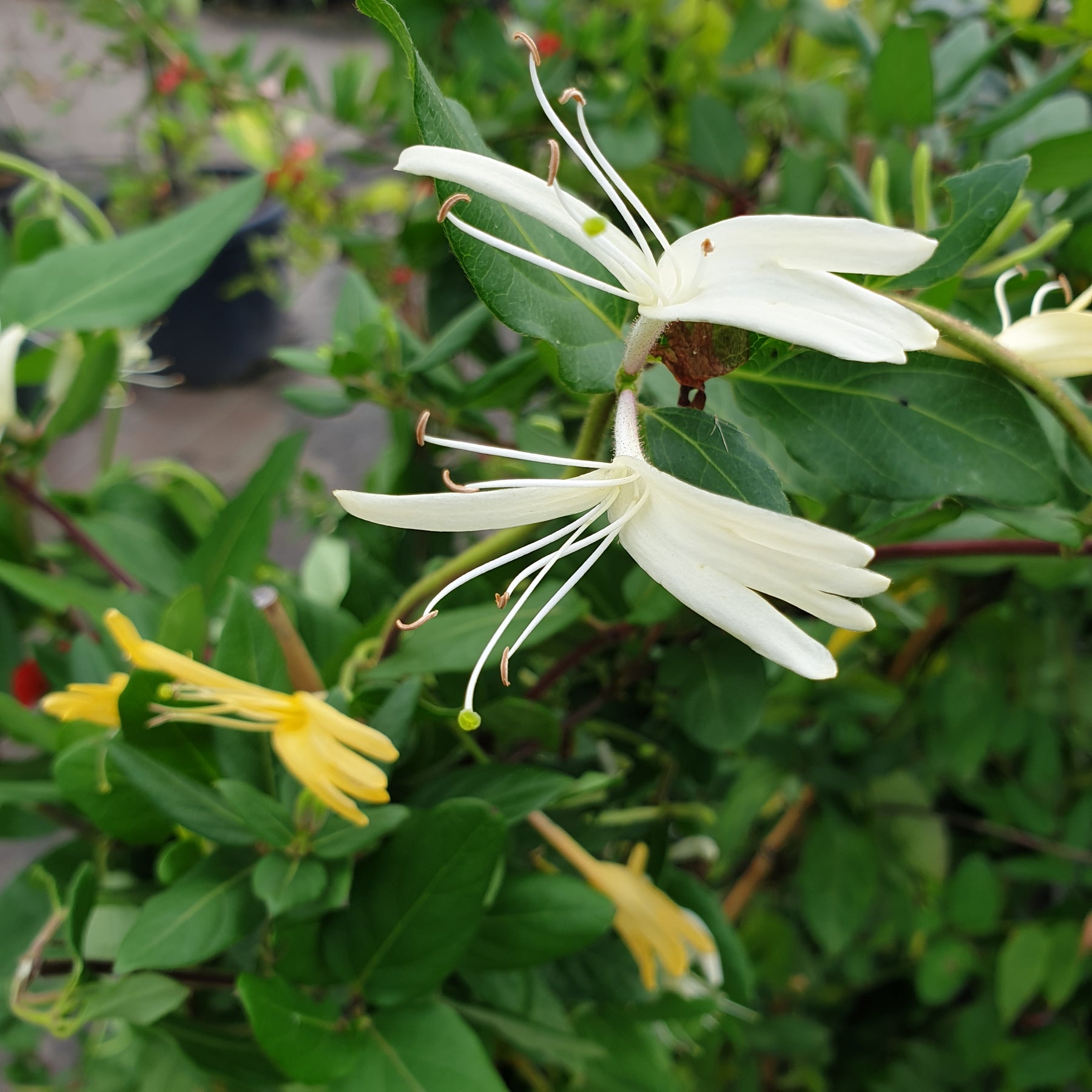Lonicera japonica halliana
