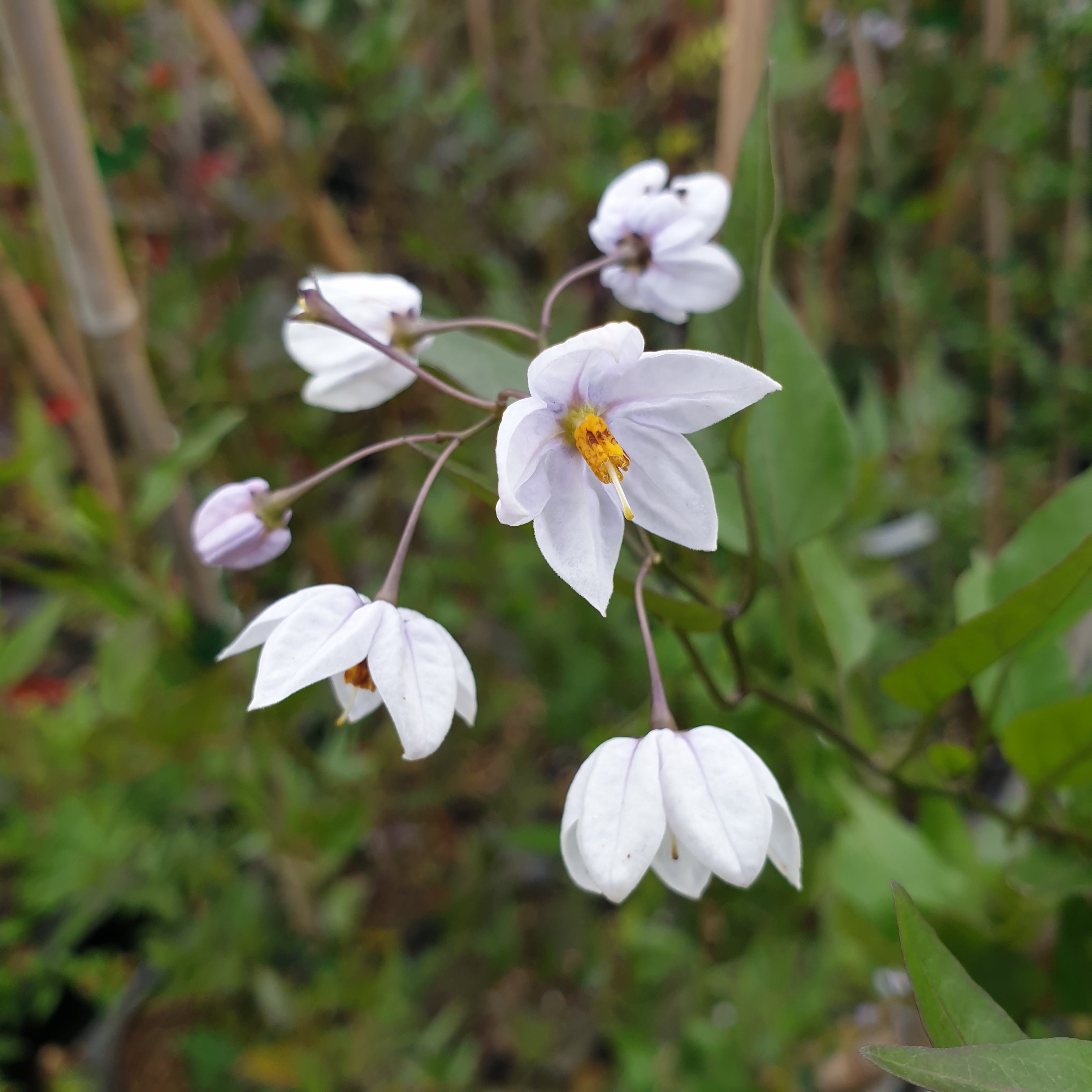 Solanum jasminoides bleu - Volume 3L / 40-60cm