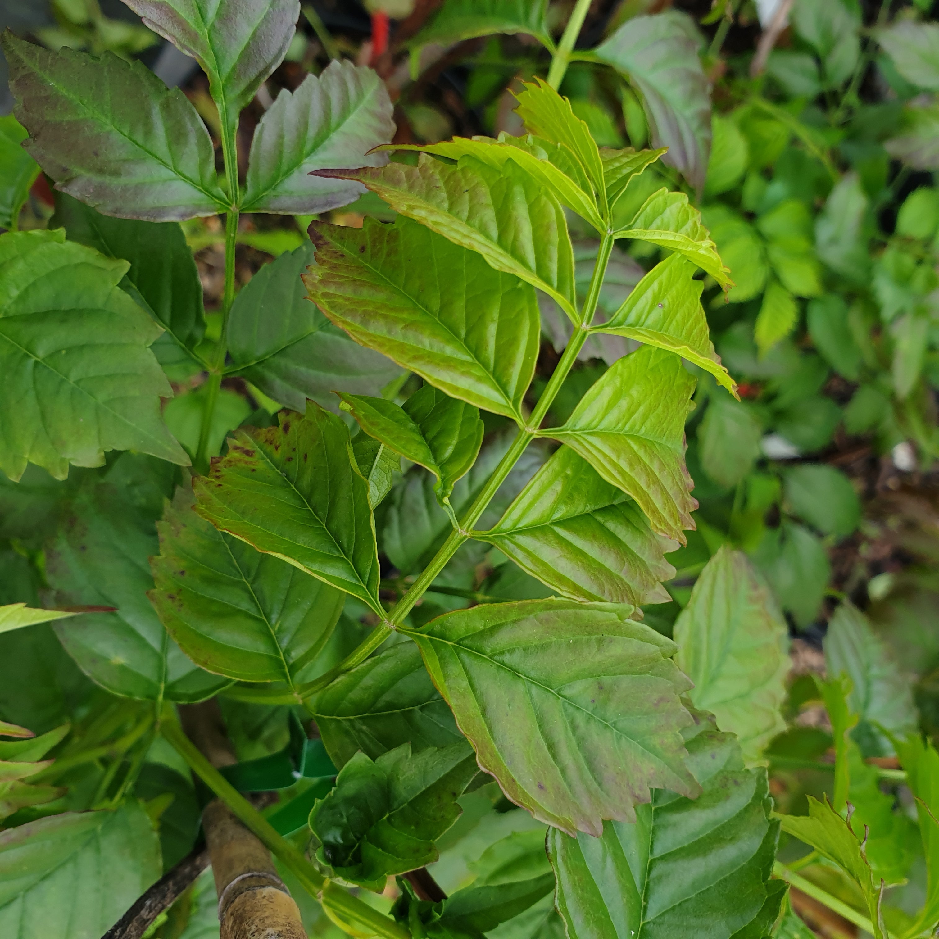 Campsis x tagliabuana "Mme Galen" - Volume 3L / 60-80cm