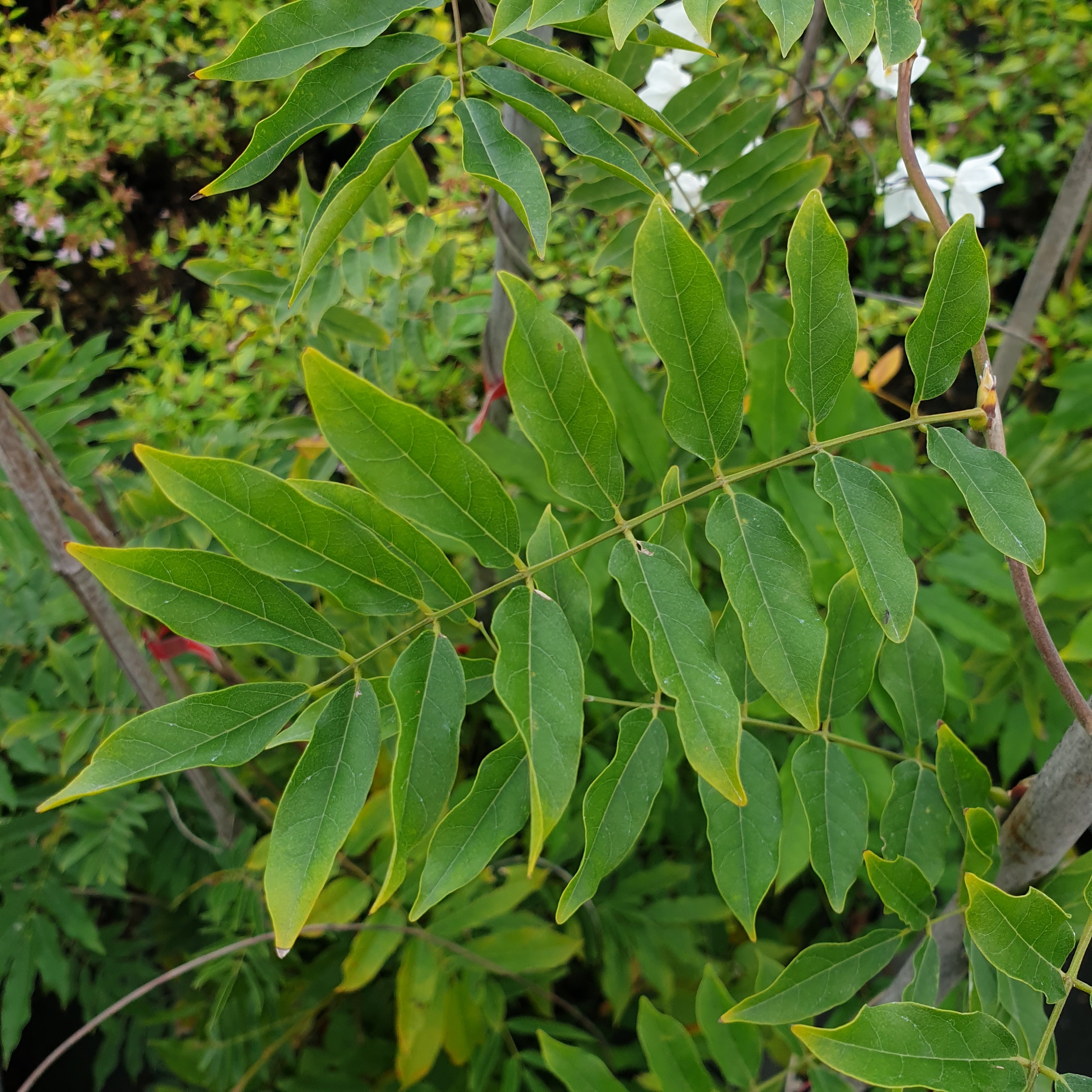 Wisteria Floribunda "Macrobotrys" - Glycine du Japon - Volume 3L / 60-80cm
