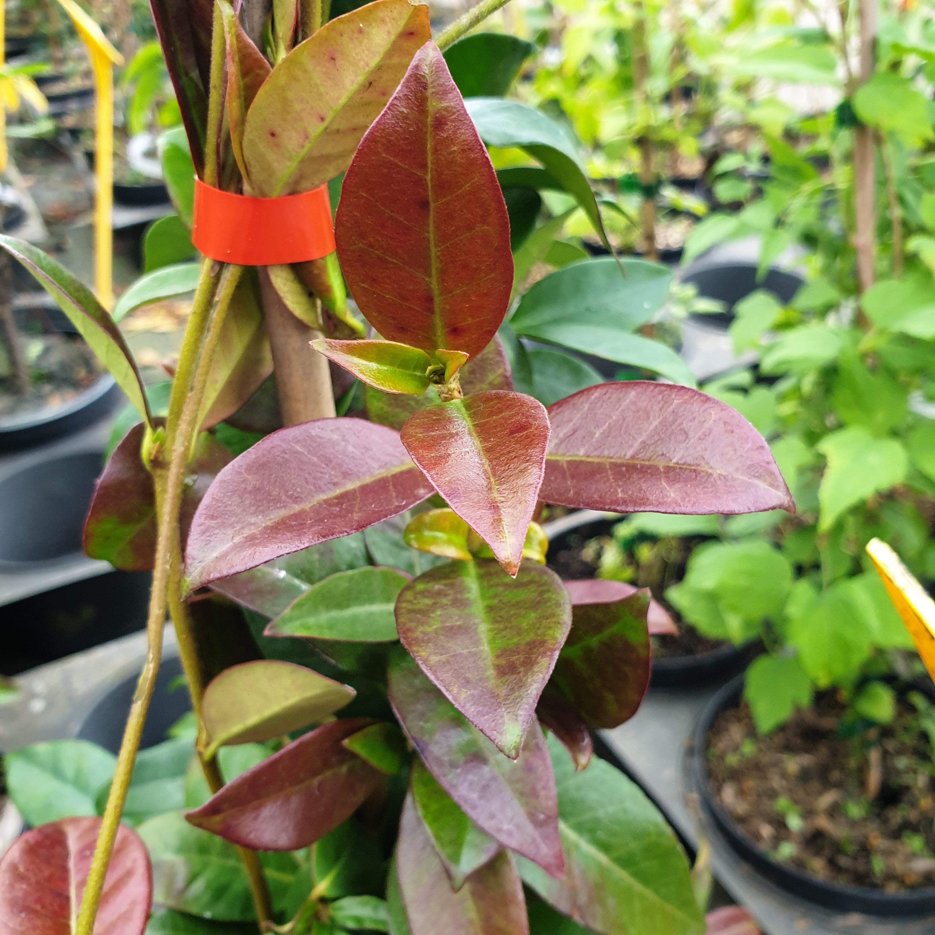 Trachelospermum jasminoides - Volume 3L / 30-50cm