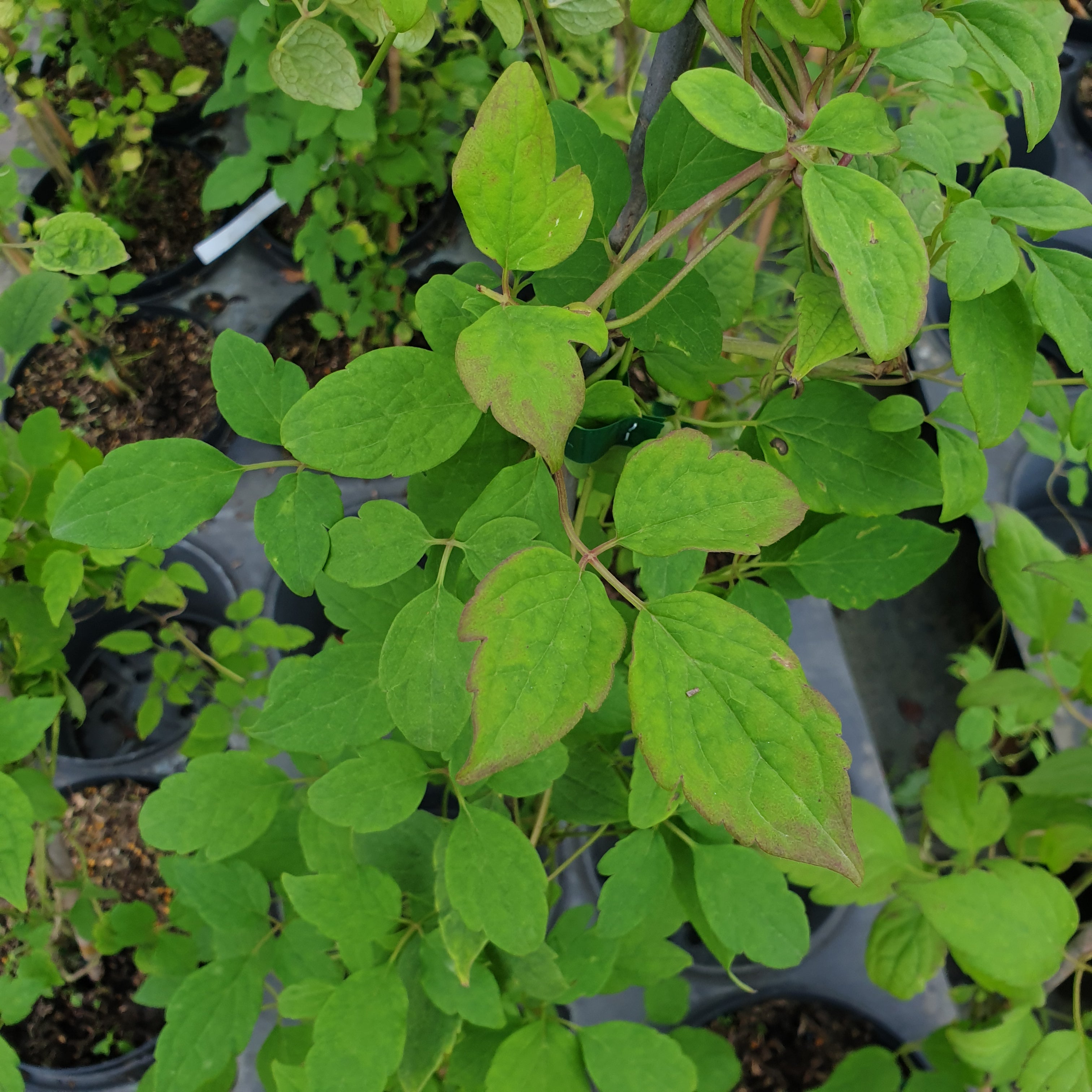 Clematis Montana Grandiflora - Volume 3L / 40-60cm