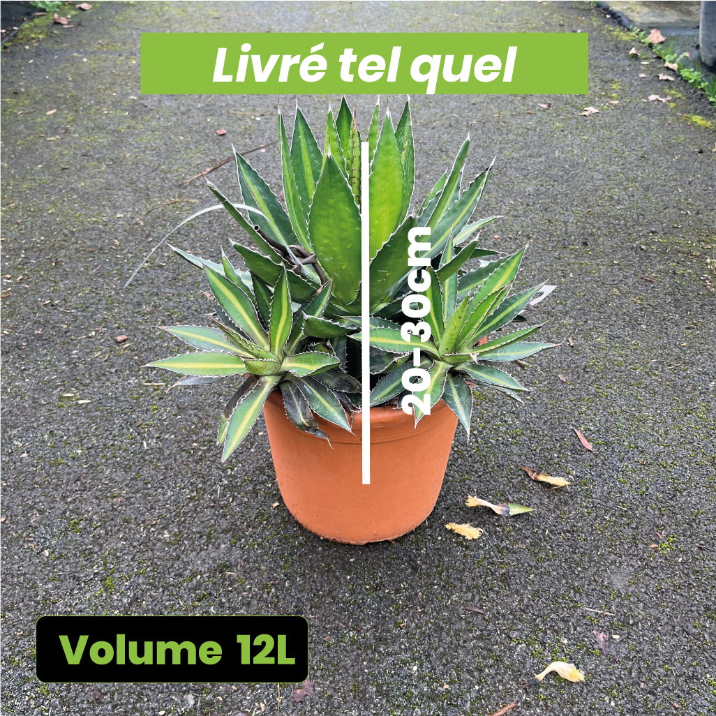 Agave Lophantha Splendida