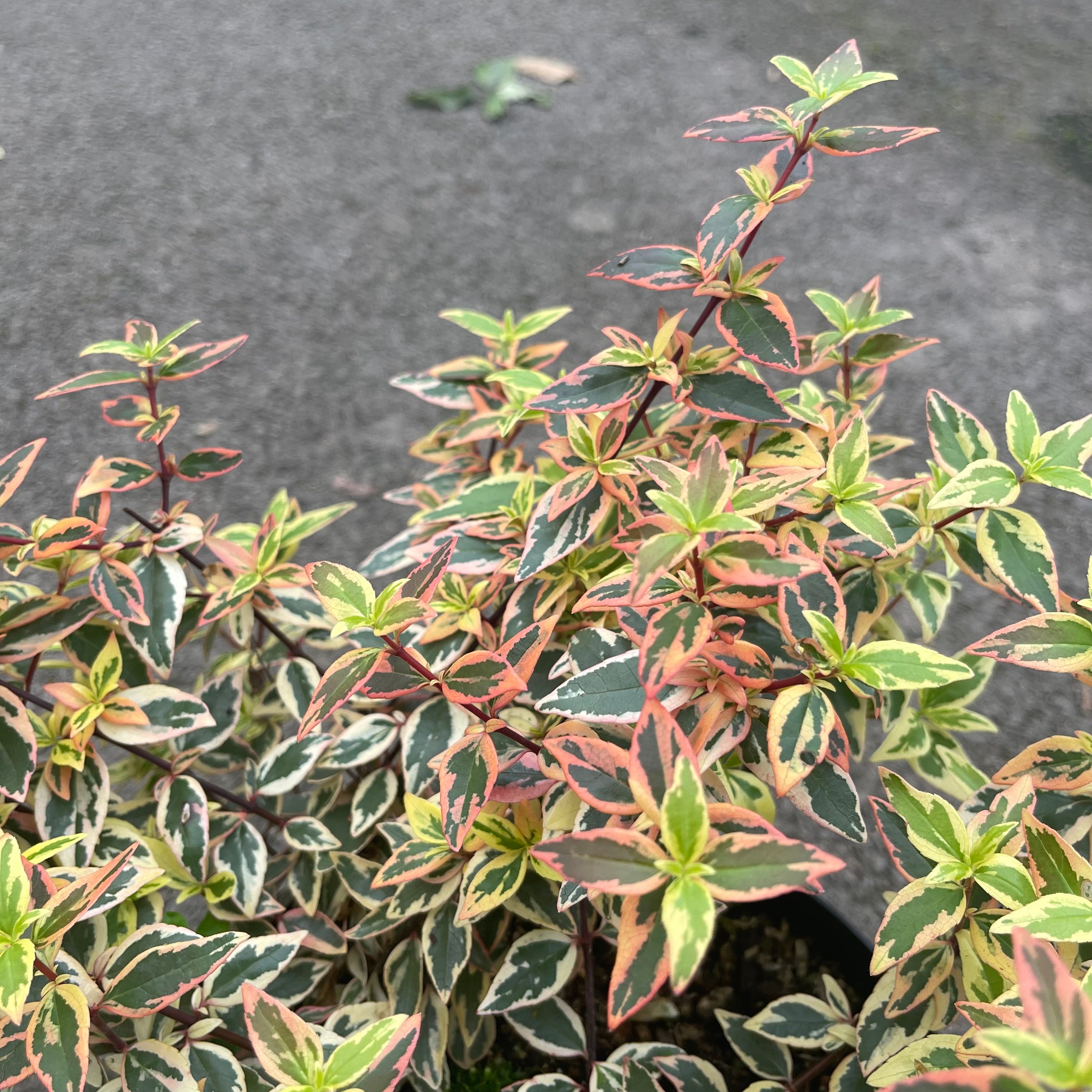 Abelia Grandiflora Tricolor Charm - Volume 3L / 30-50cm