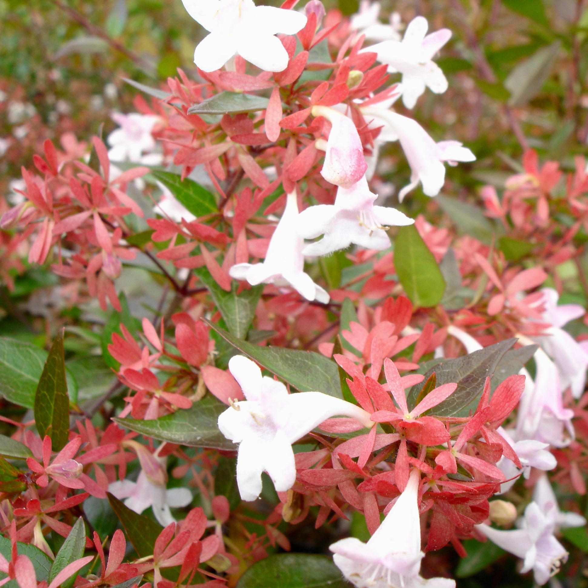 Abelia grandiflora - Volume 3L / 30-50cm