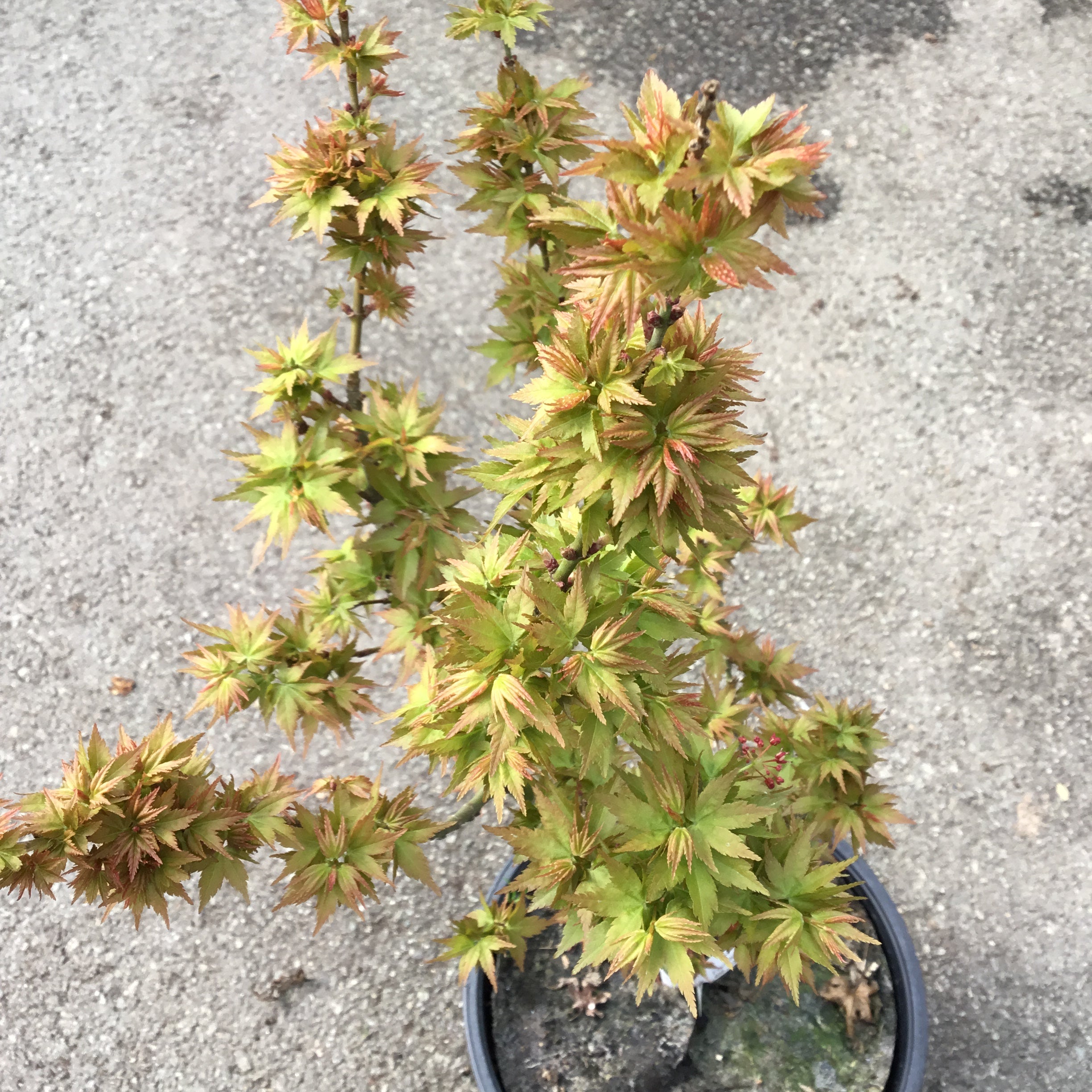 Acer Palmatum Koto Hime - Volume 3L / 40-60cm