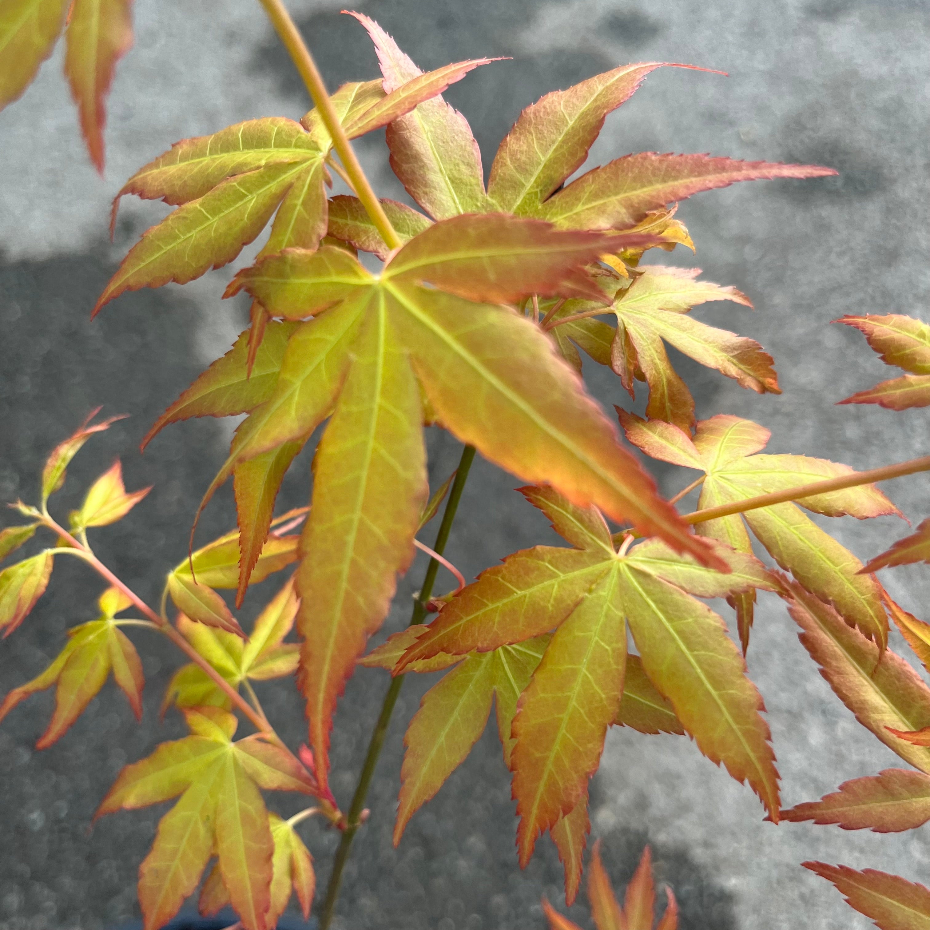 Acer palmatum "Aureum" - Volume 3L / 40-60cm