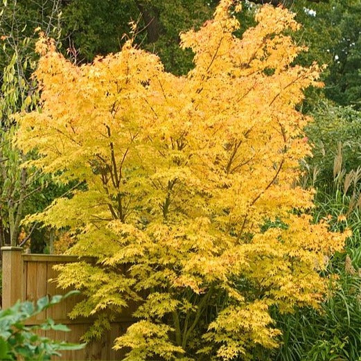 Acer Palmatum SangoKaku