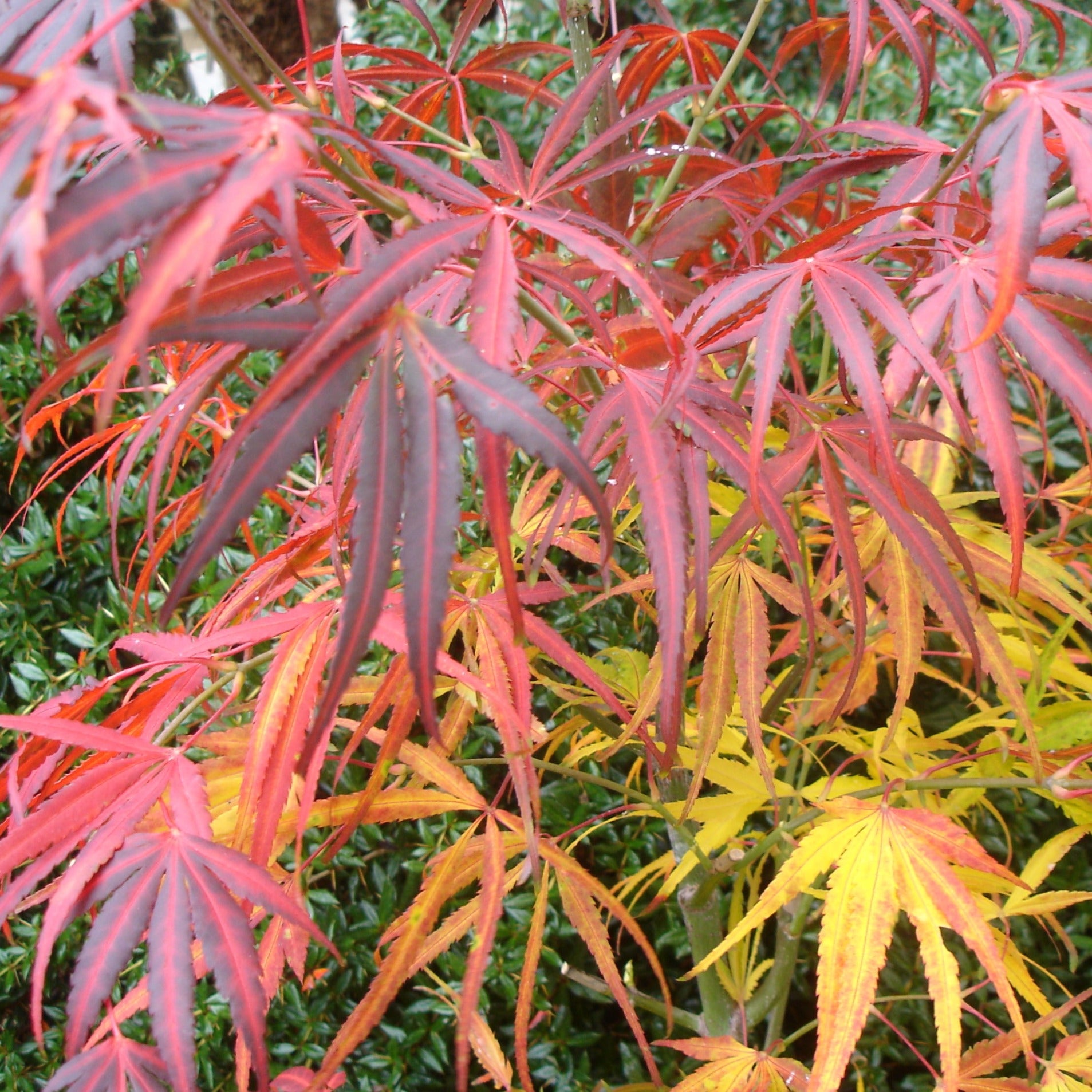 Acer palmatum Scolopendrifolium - Volume 3L / 30-50cm