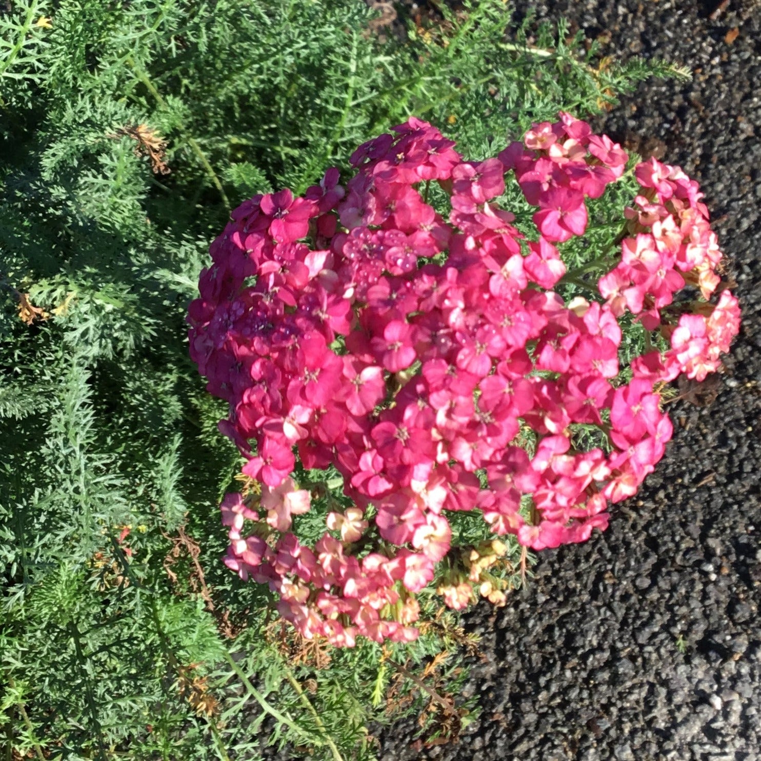 Achillea Millefolium Saucy Séduction - Volume 3L / 30-40cm