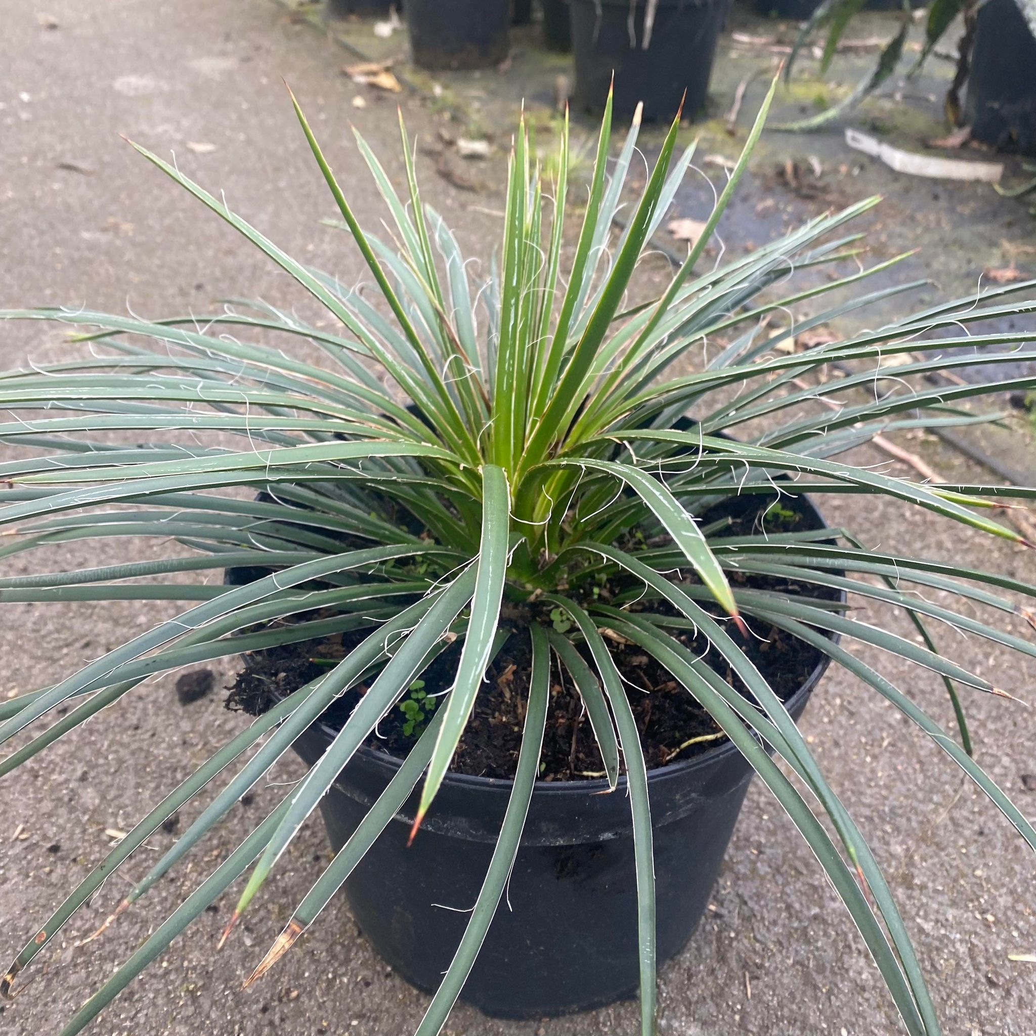 Agave Geminiflora - Agave à fleurs jumelles - Volume 3L / 10-20cm