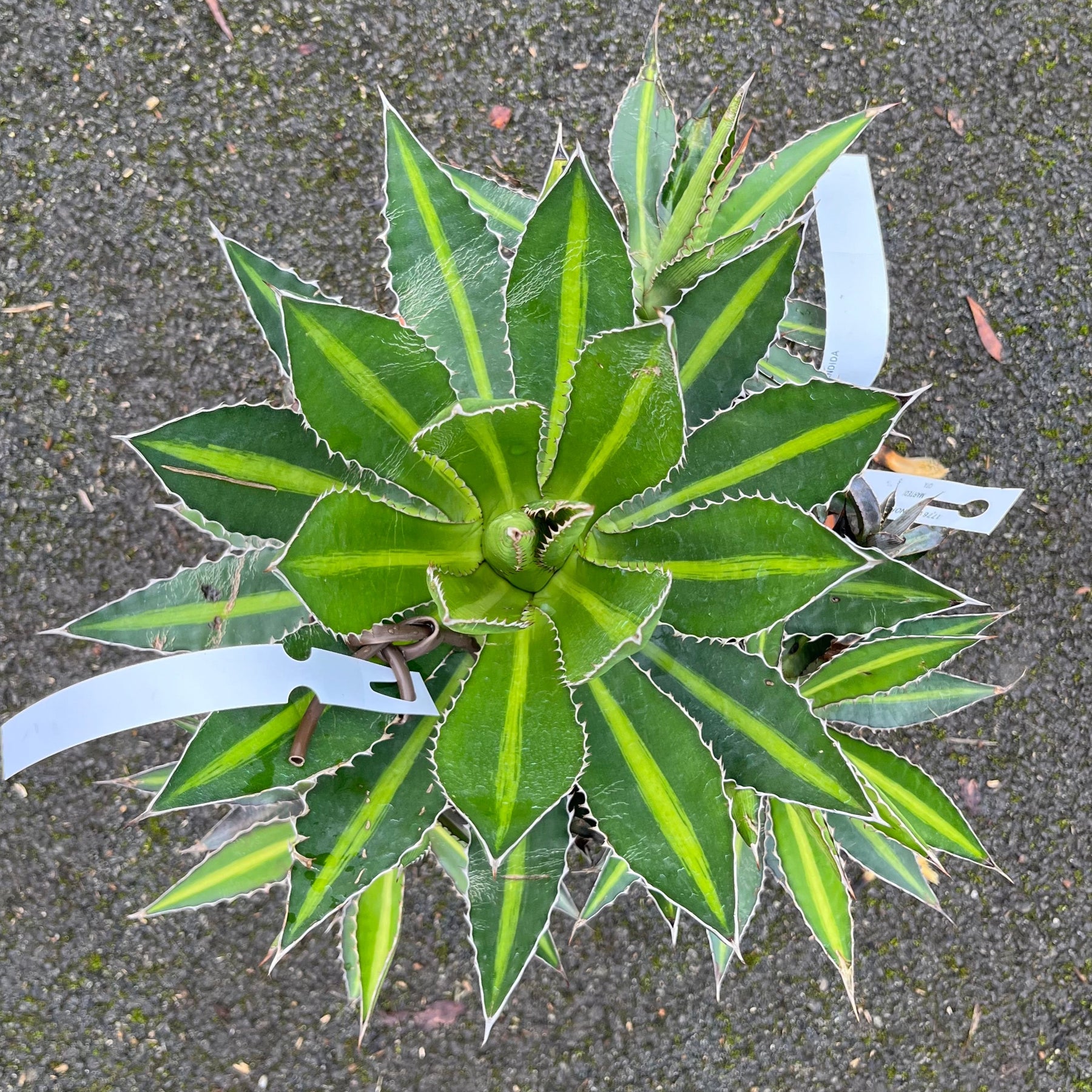 Agave Lophantha Splendida