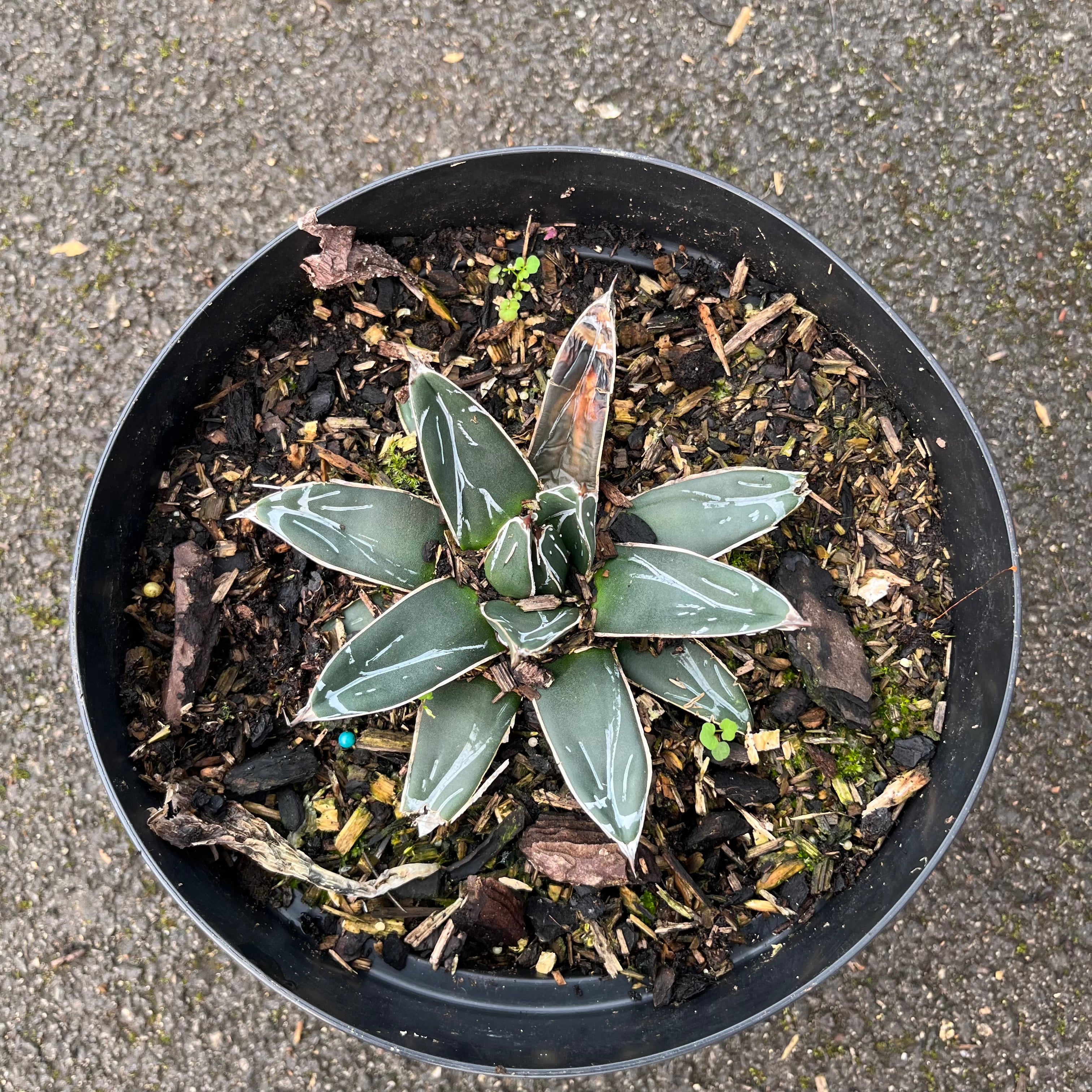 Agave Victoria Reginae - Agave de la Reine Victoria - Volume 3L / 10-20cm