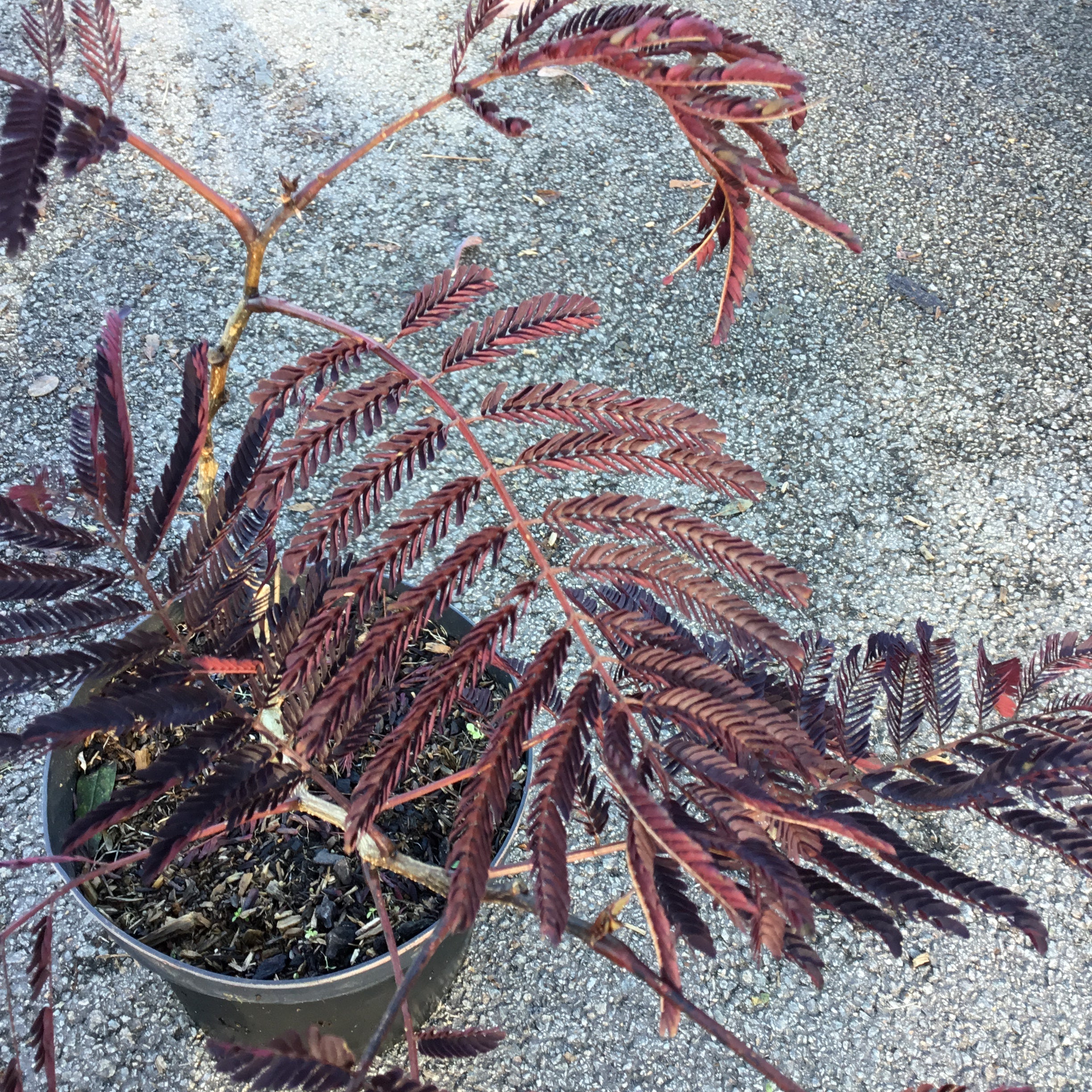 Arbre à Soie - Albizia Julibrissin Summer Chocolate - Volume 3L / 30-50cm