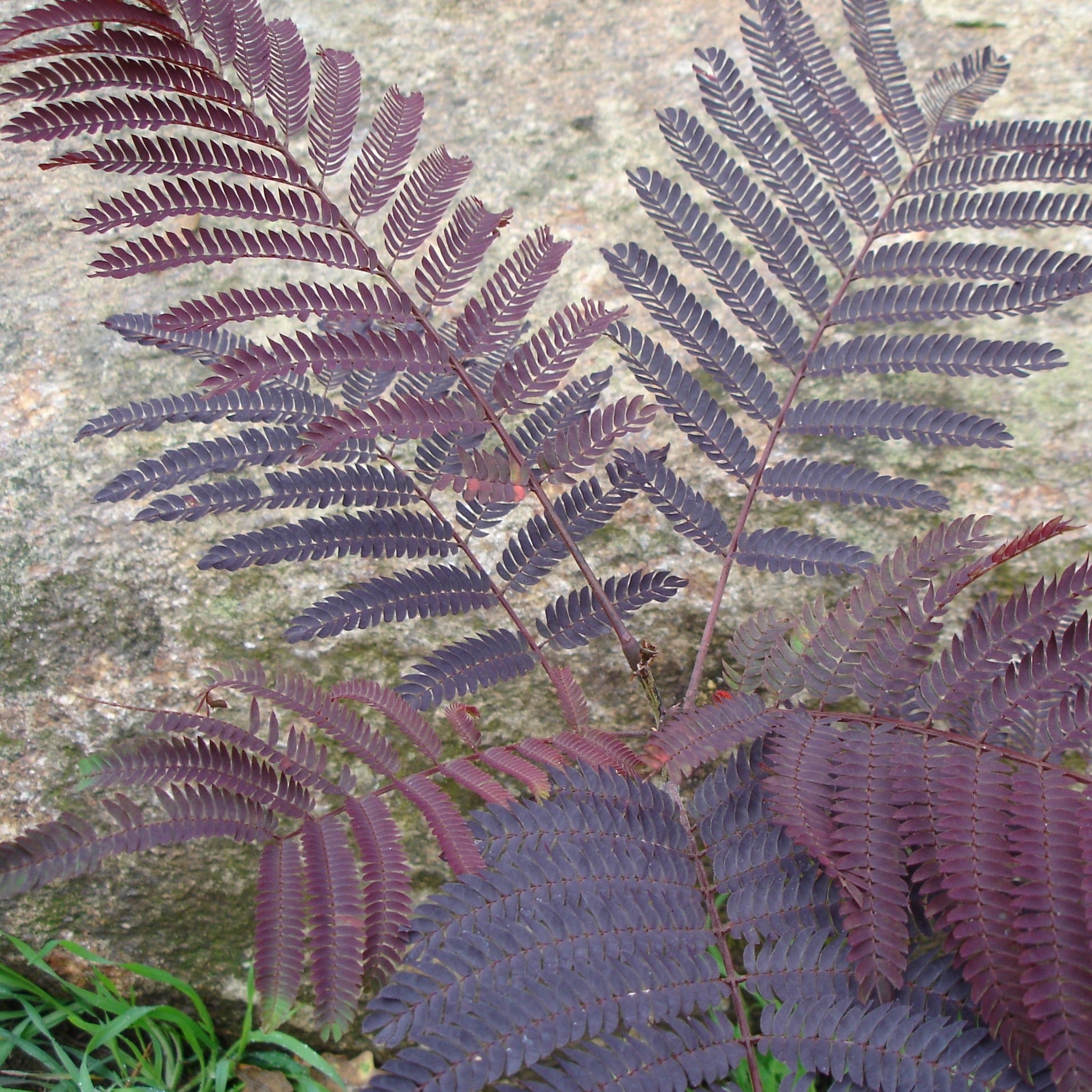 Arbre à Soie - Albizia Julibrissin Summer Chocolate - Volume 3L / 30-50cm