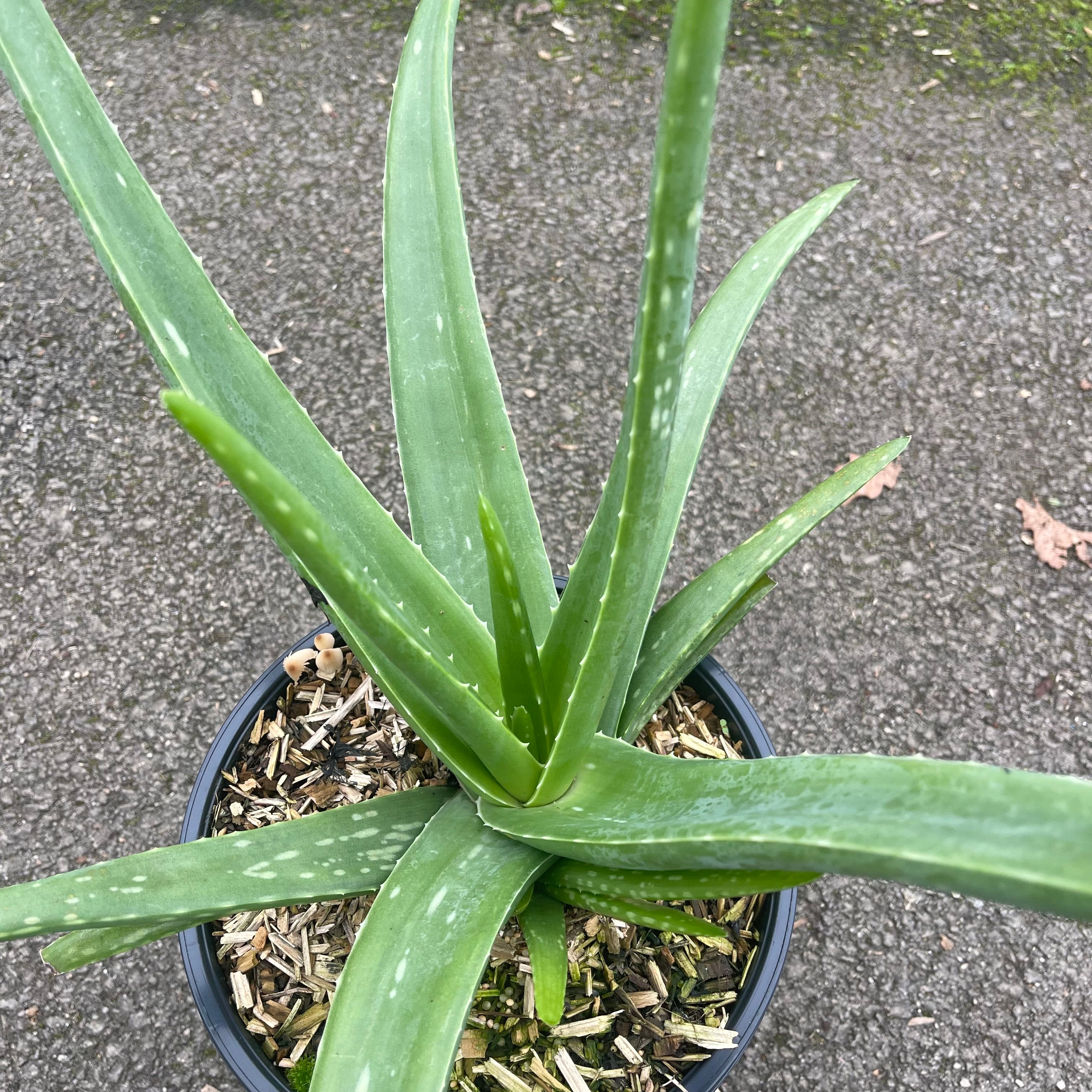 Aloe Vera - Volume 3L / 20-30cm