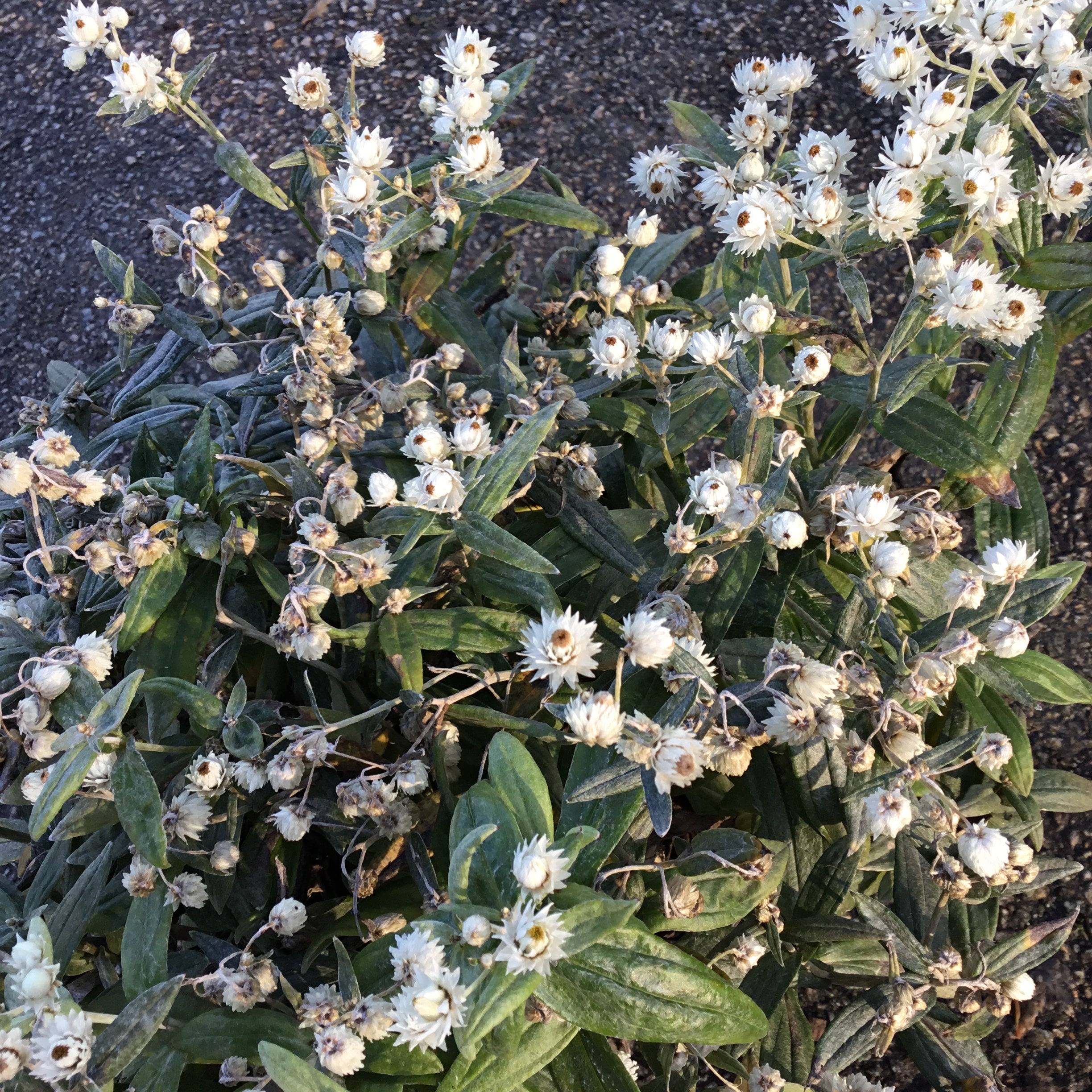 Anaphalis Triplinervis - Volume 3L / 30-40cm