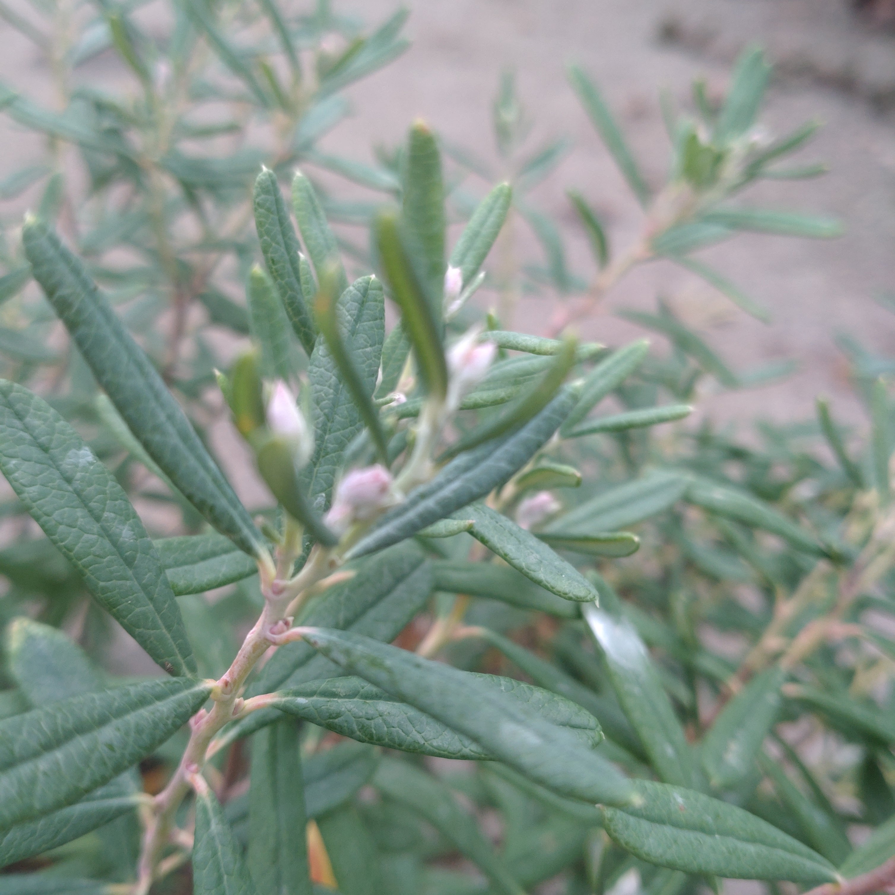 Andromeda Polifolia Nikko - Volume 3L / 20-30cm