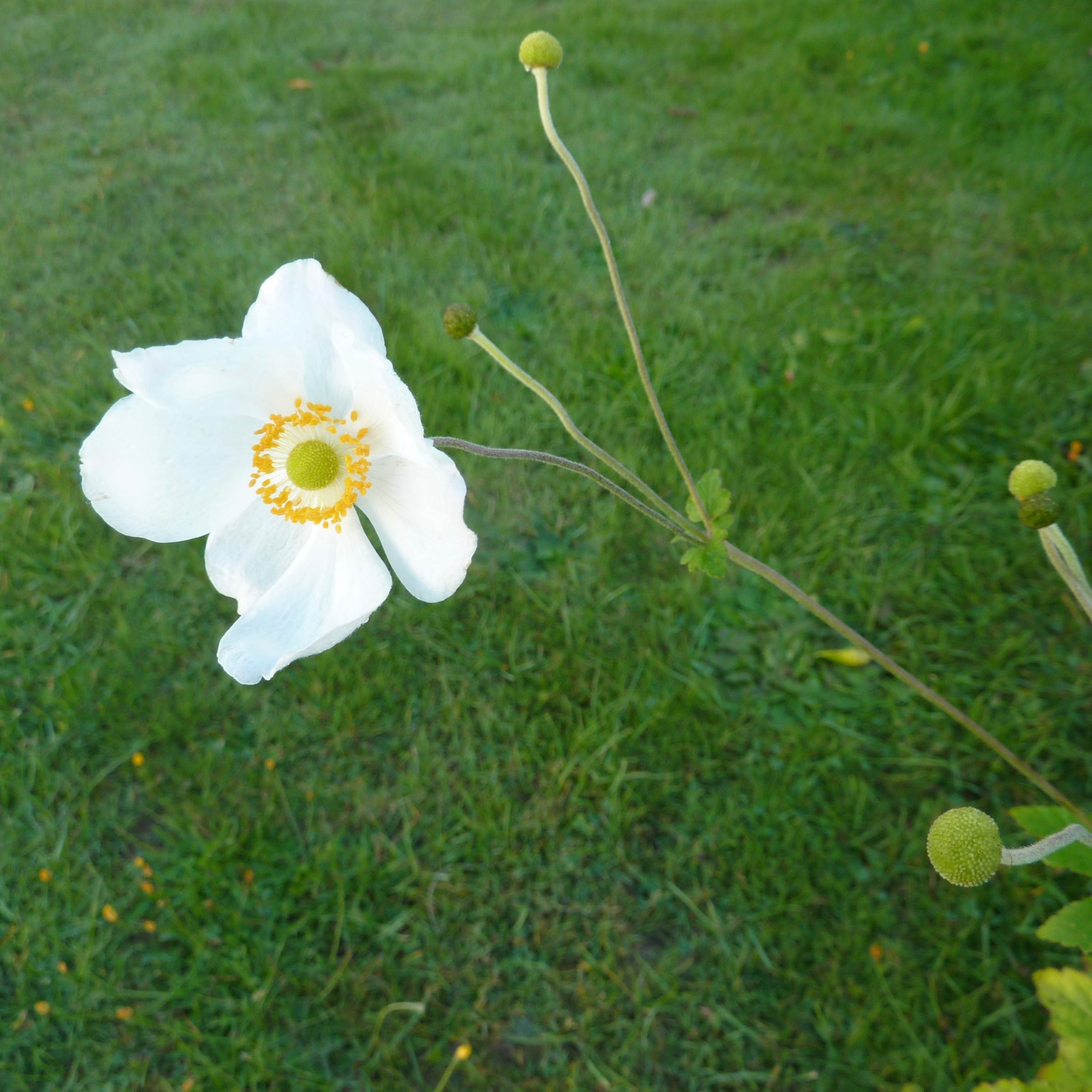 Anemone x Hybrida honorine jobert - Volume 3L / 20-40cm